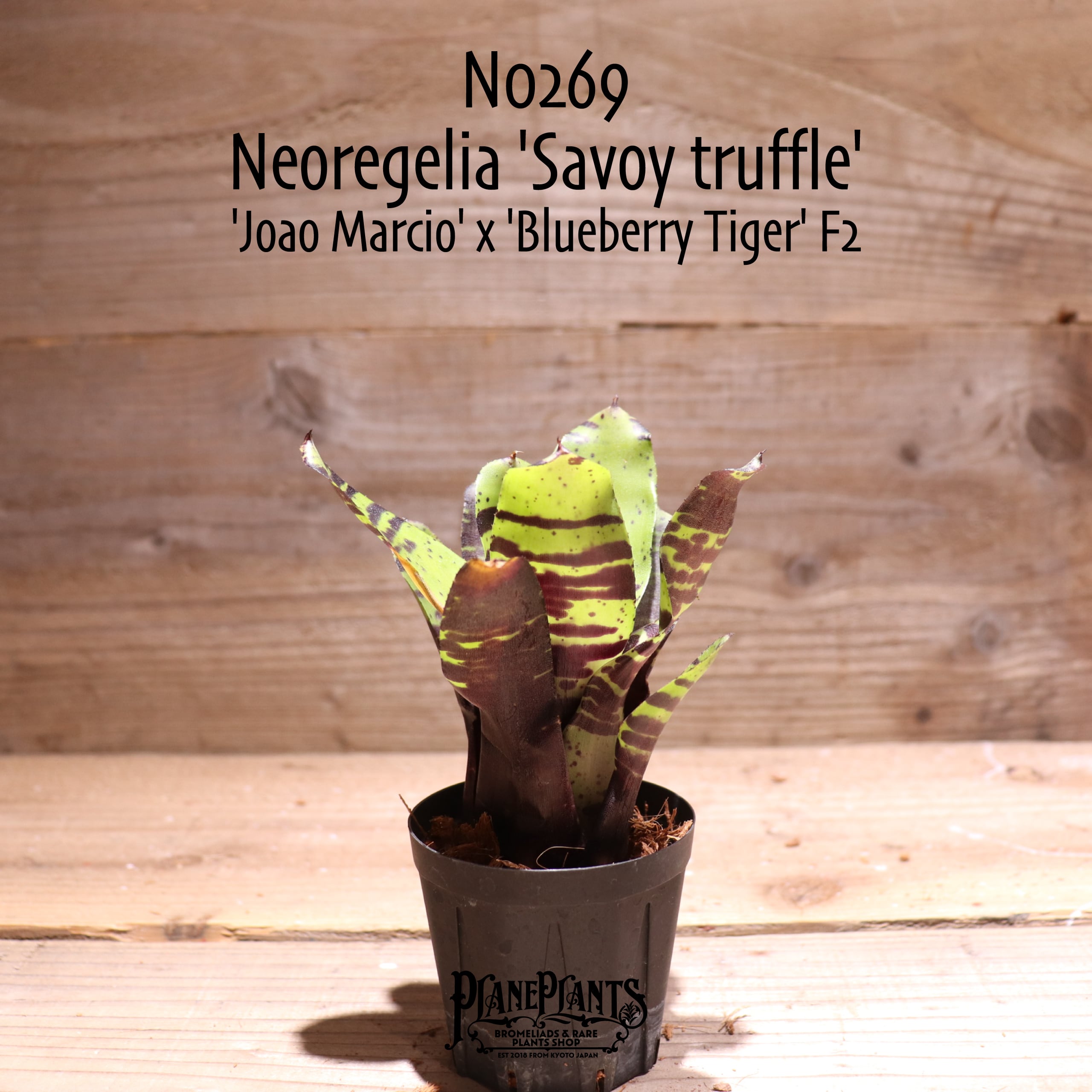 送料無料】Neoregelia 'Savoy truffle'〔ネオレゲリア〕現品発送N0269
