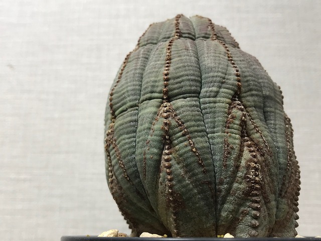 ユーフォルビア オベサ