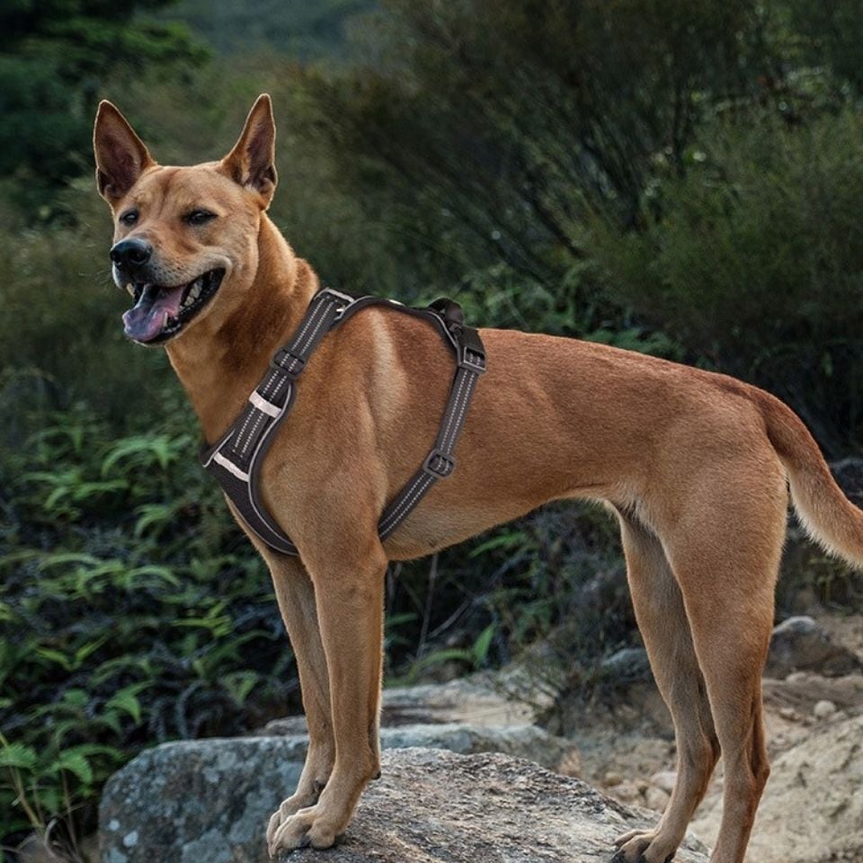 限定色ピンクベージュ✳︎ and hug.✳︎犬ハーネス＆多機能リード 色ピンク
