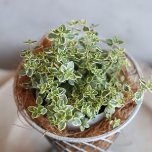 ゴールデンレモンタイム　ハーブ　宿根草　寄せ植えにオススメ　カラーリーフ　庭、花壇にオススメ　丈夫　初心者にオススメ　