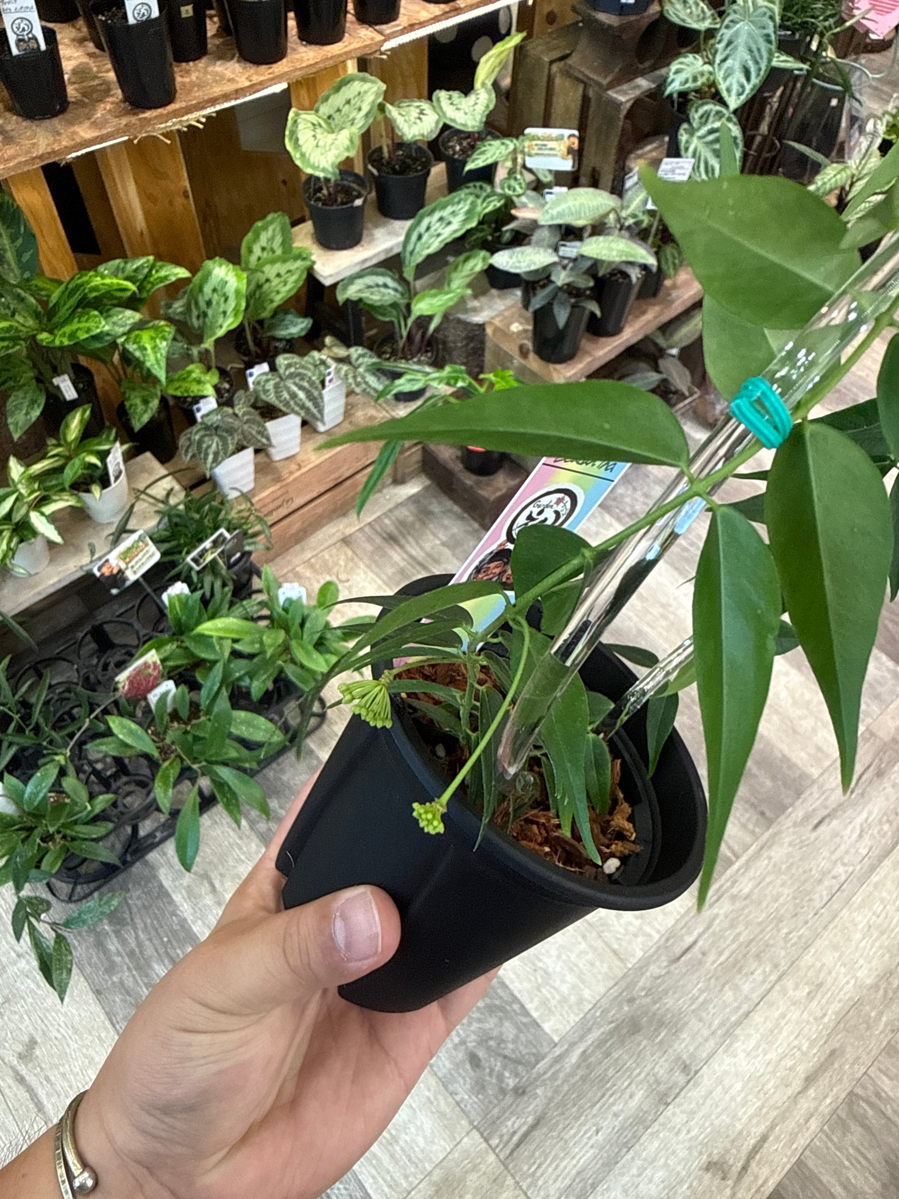 ホヤ レウカンサ 丸型クリア支柱仕立て | Gardenえん 【観葉熱帯植物】