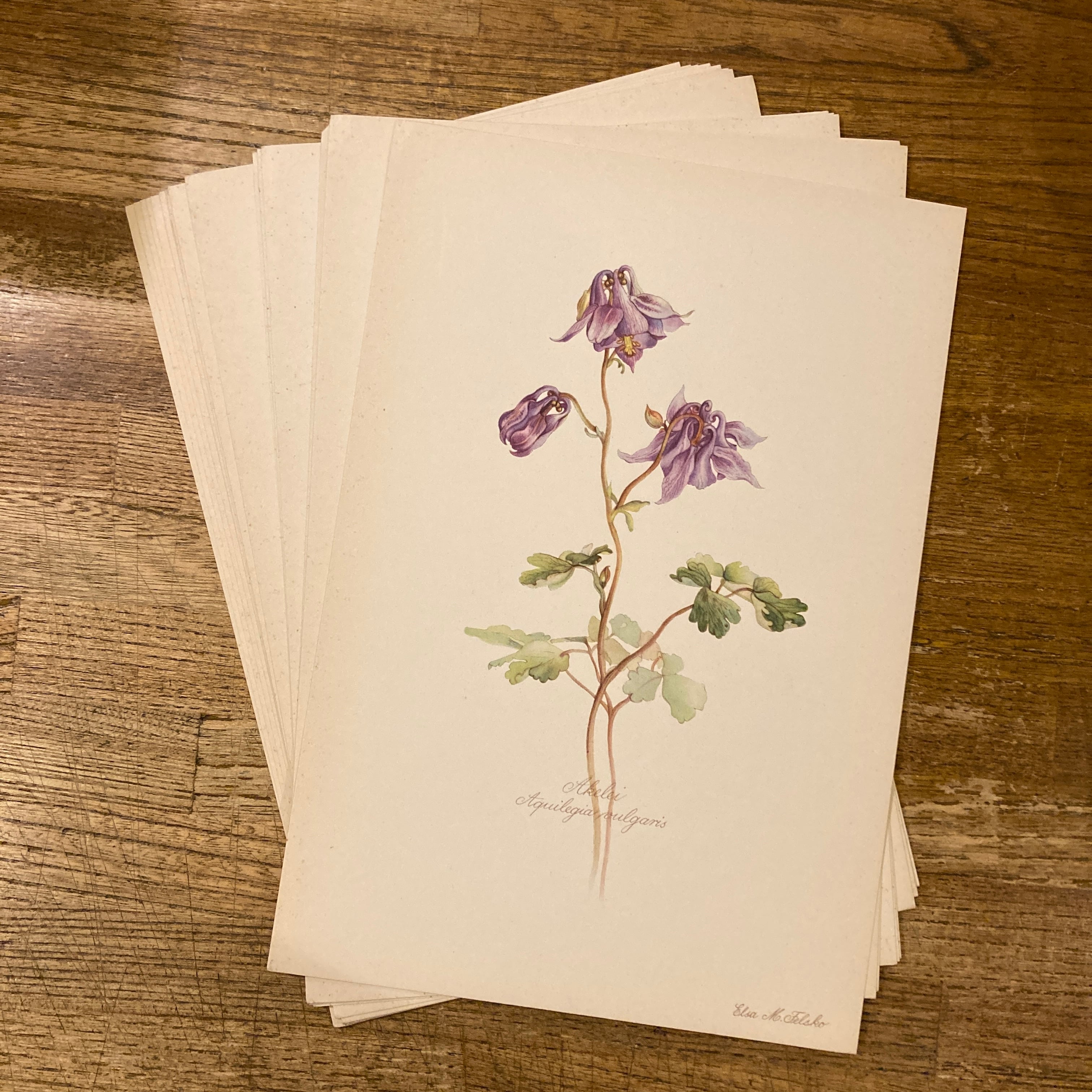 BLUMEN ATLAS / Elsa M. Felsko、Herausgegeben unter Mitwirkung des