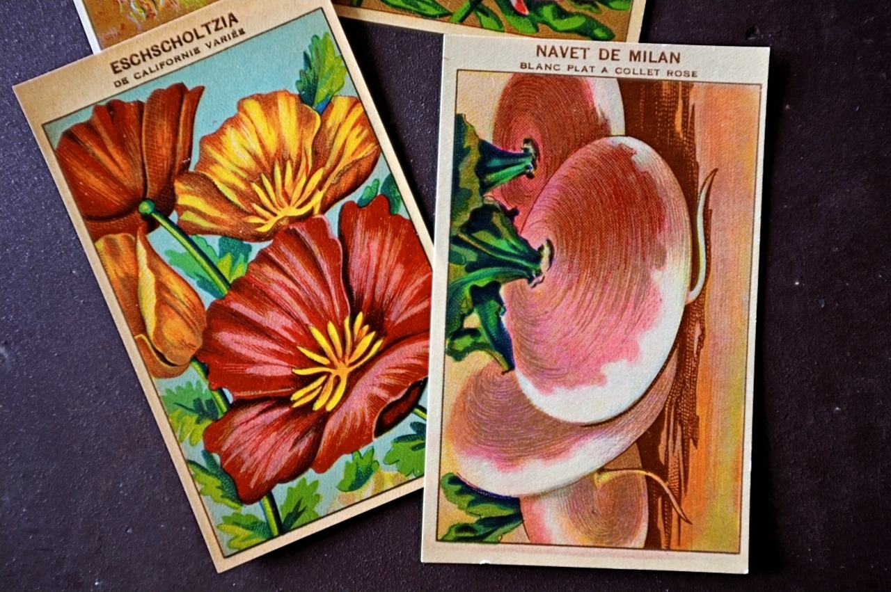 20s フランス 4set 膨満な花々と野菜たち 種子袋用ラベルu アンティーク