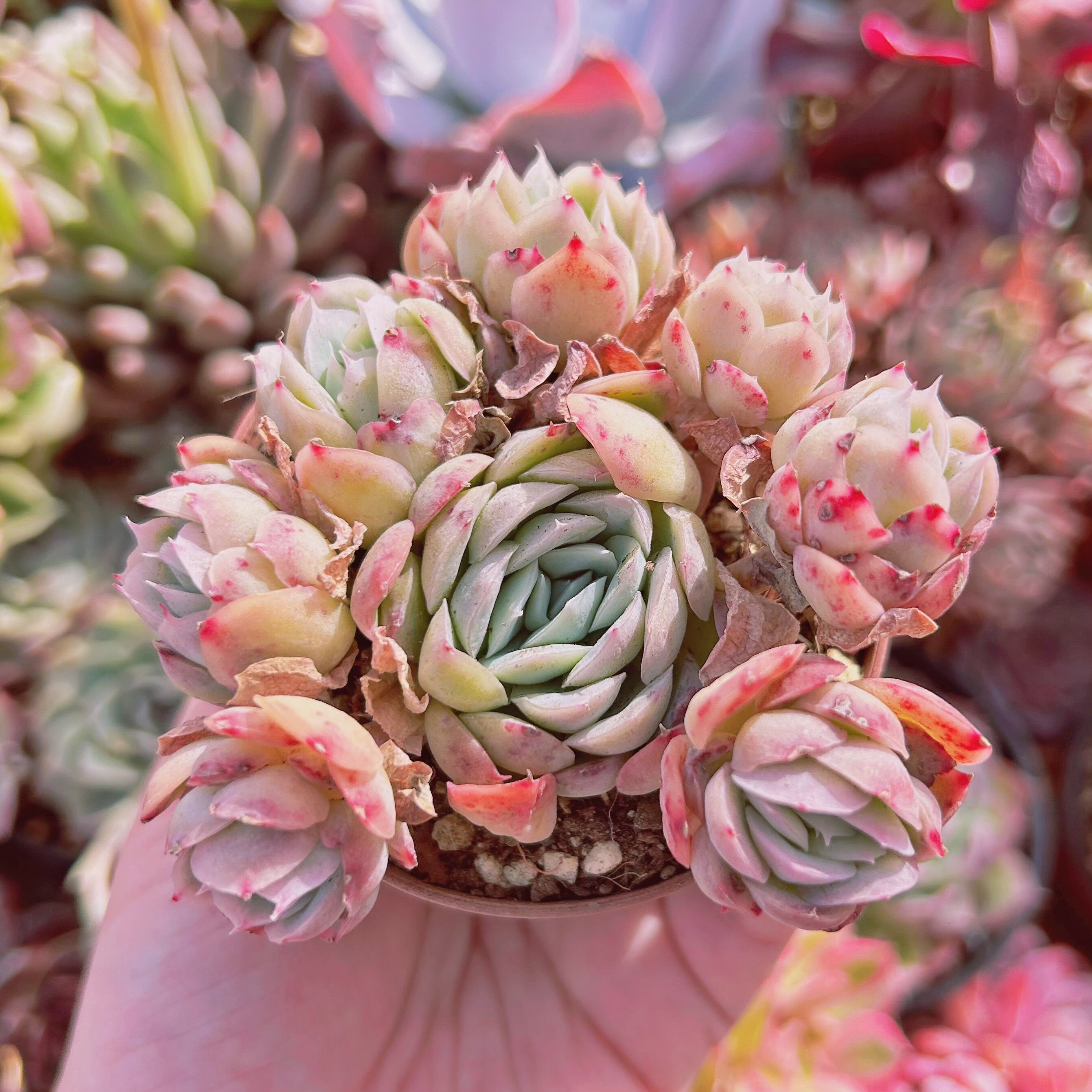 256現物 多肉植物 ストロベリーアイス | るる農園~多肉植物専門