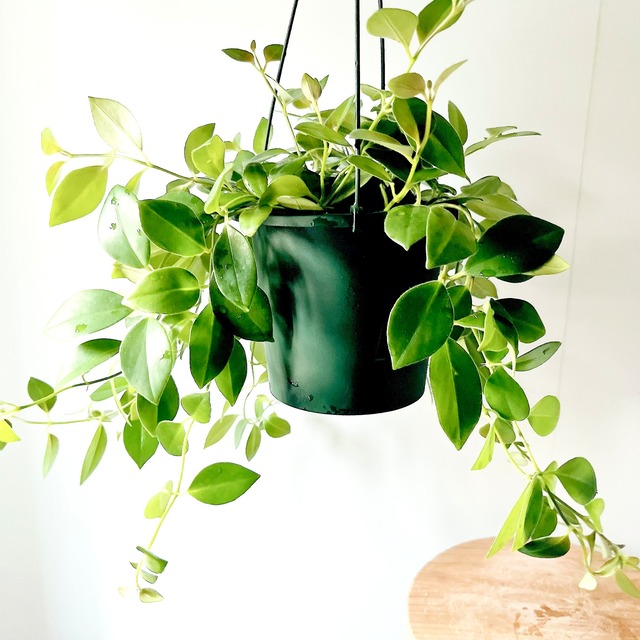 エスキナンサス モナリザ 観葉植物 calm cafe