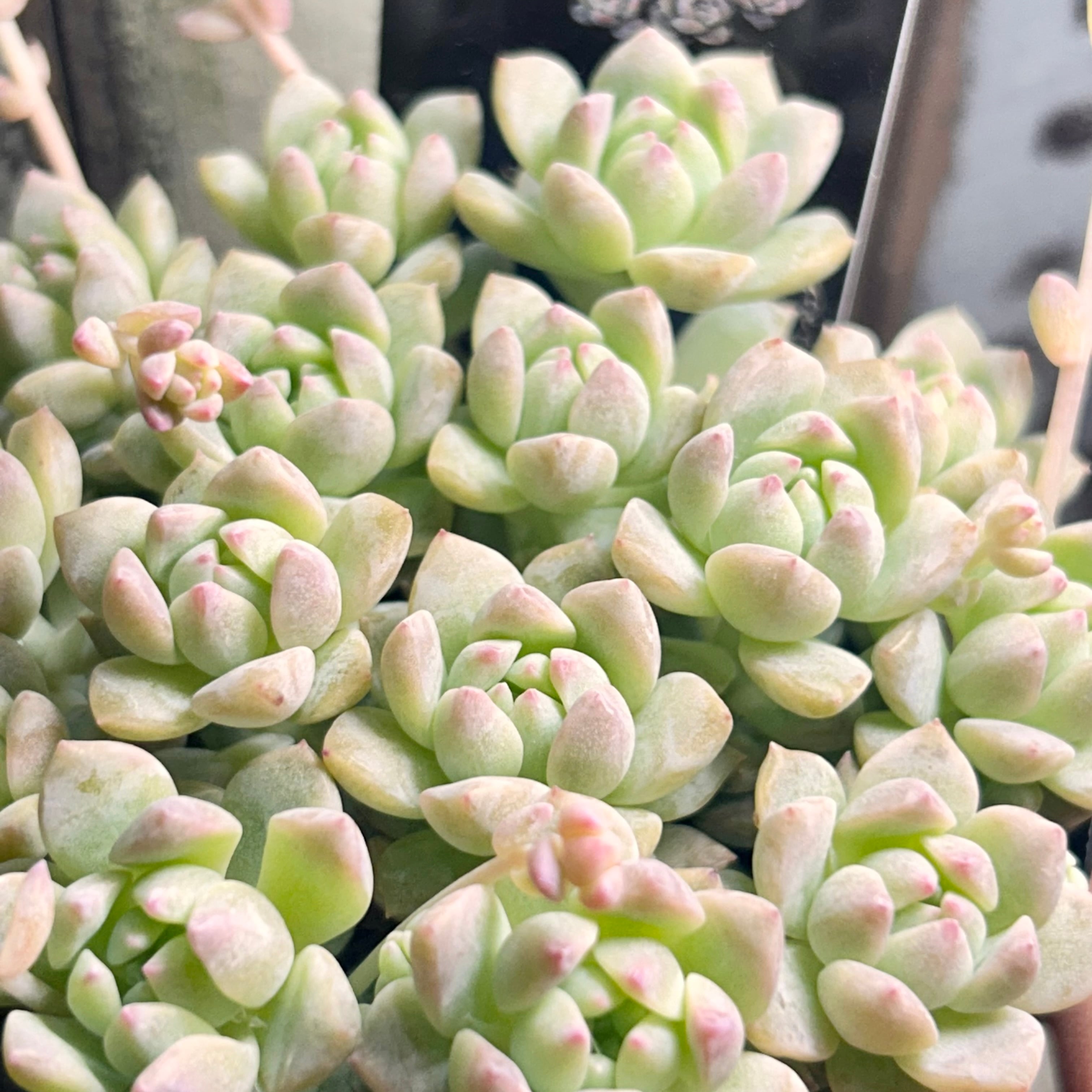 錦 | RuPo 多肉植物専門店