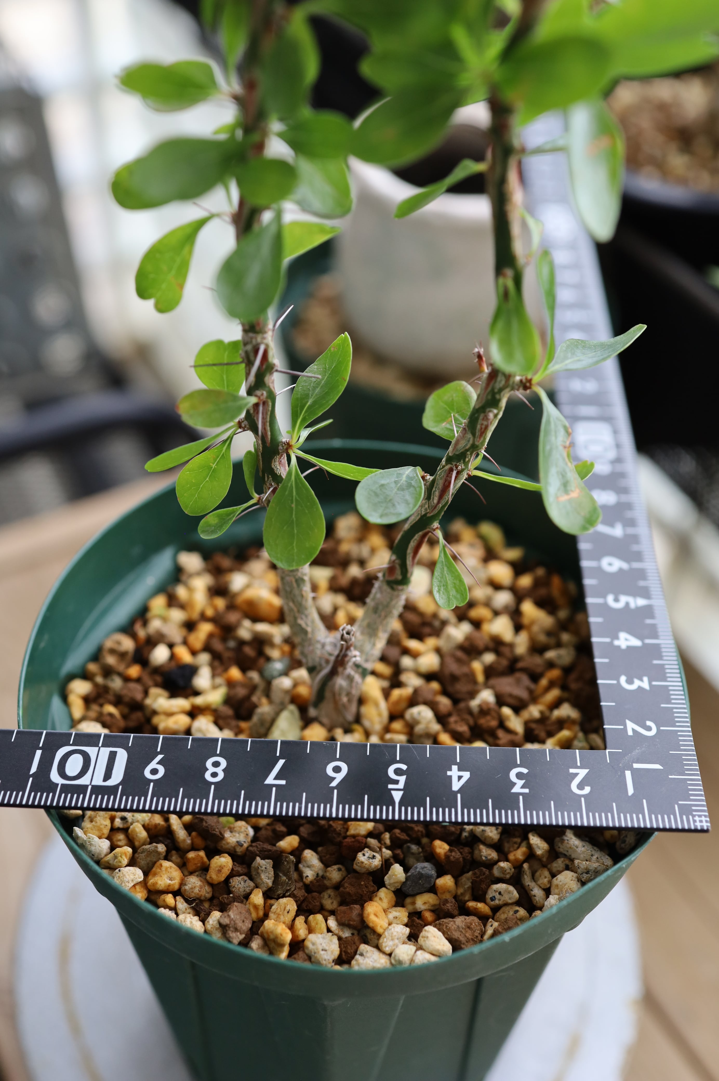 フォークイエリア・ファシクラータ | Fouquieria fasciculata _B