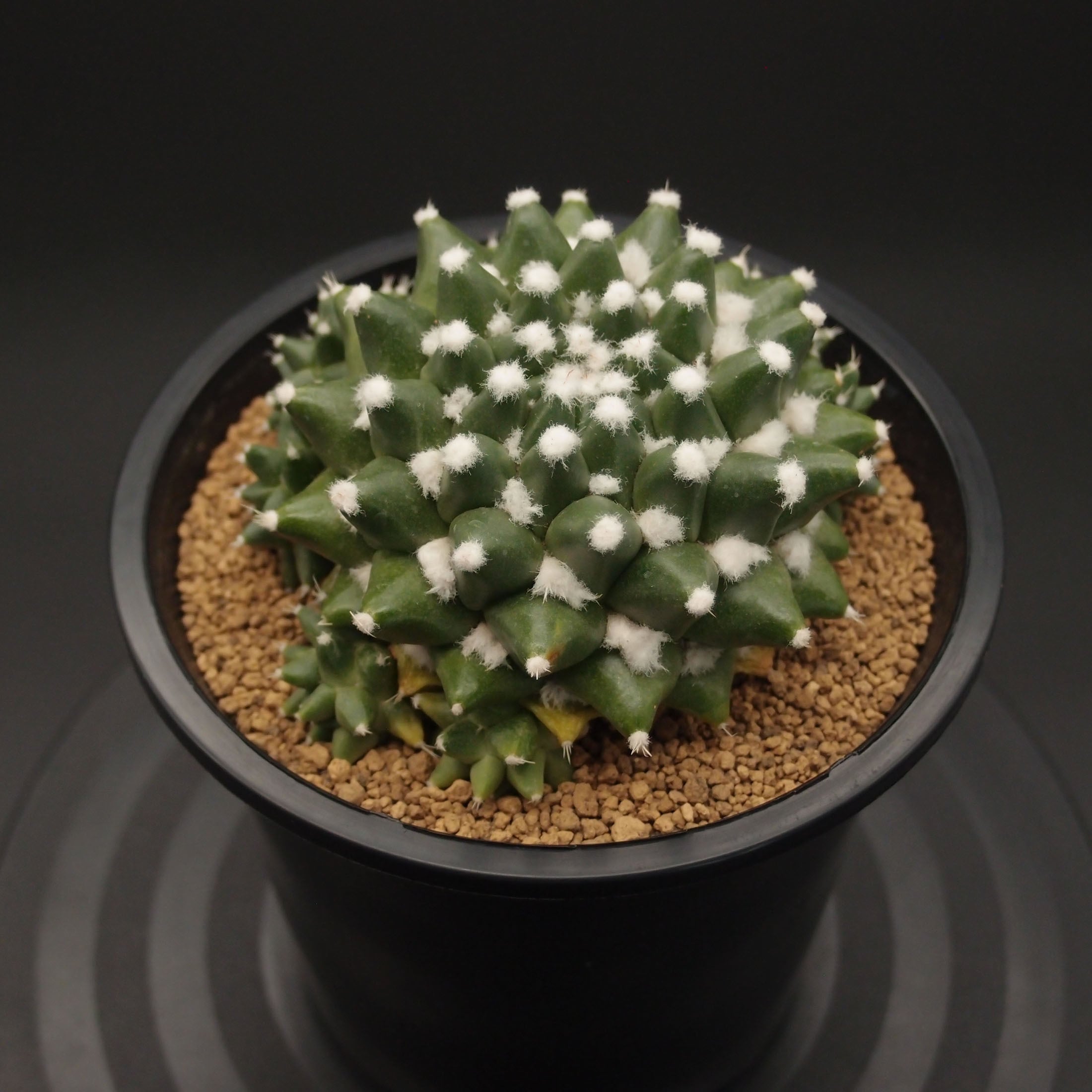 エルサム (B03)：マミラリア属 ※実生 | 万緑 BAN RYOKU