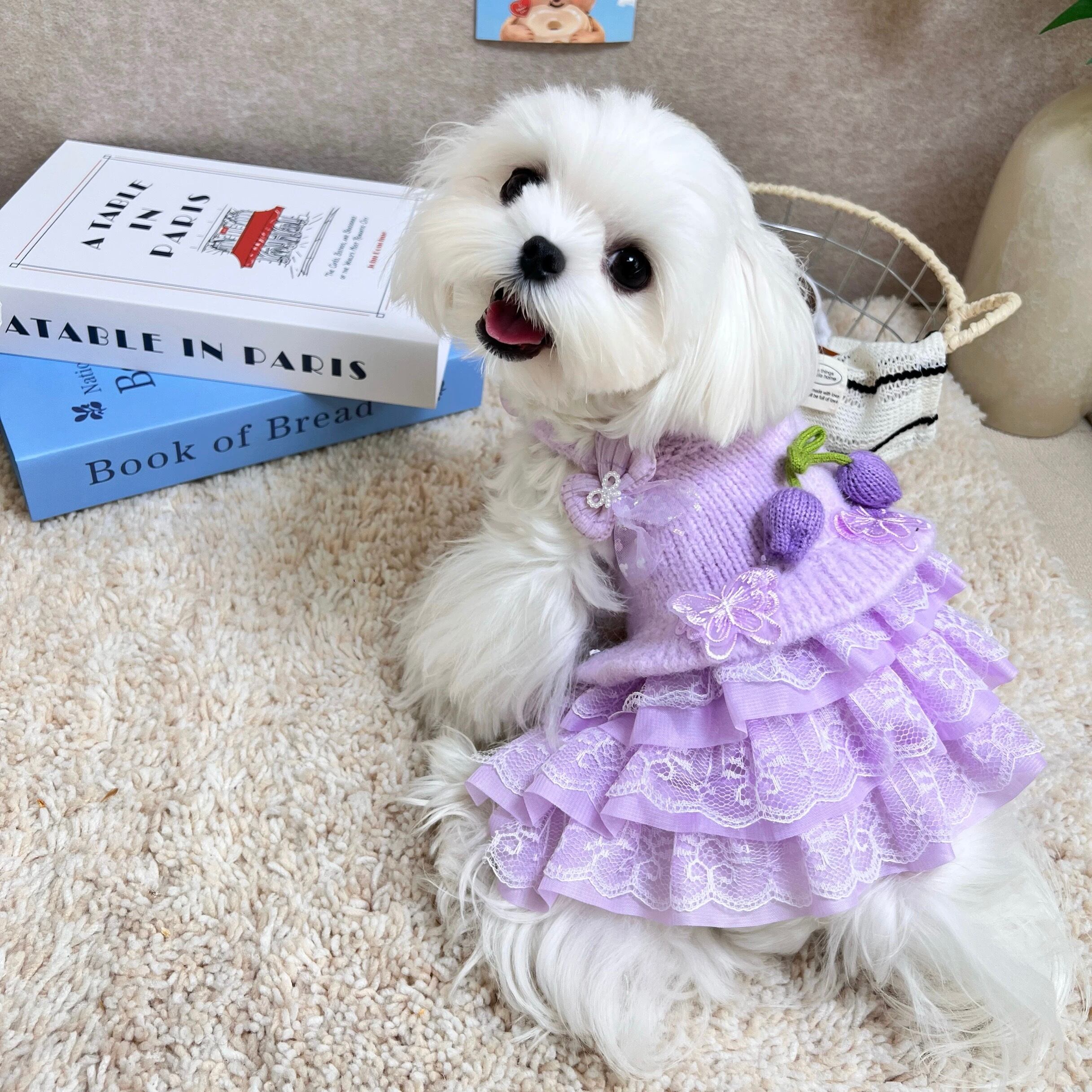 knit | haenim dog shop