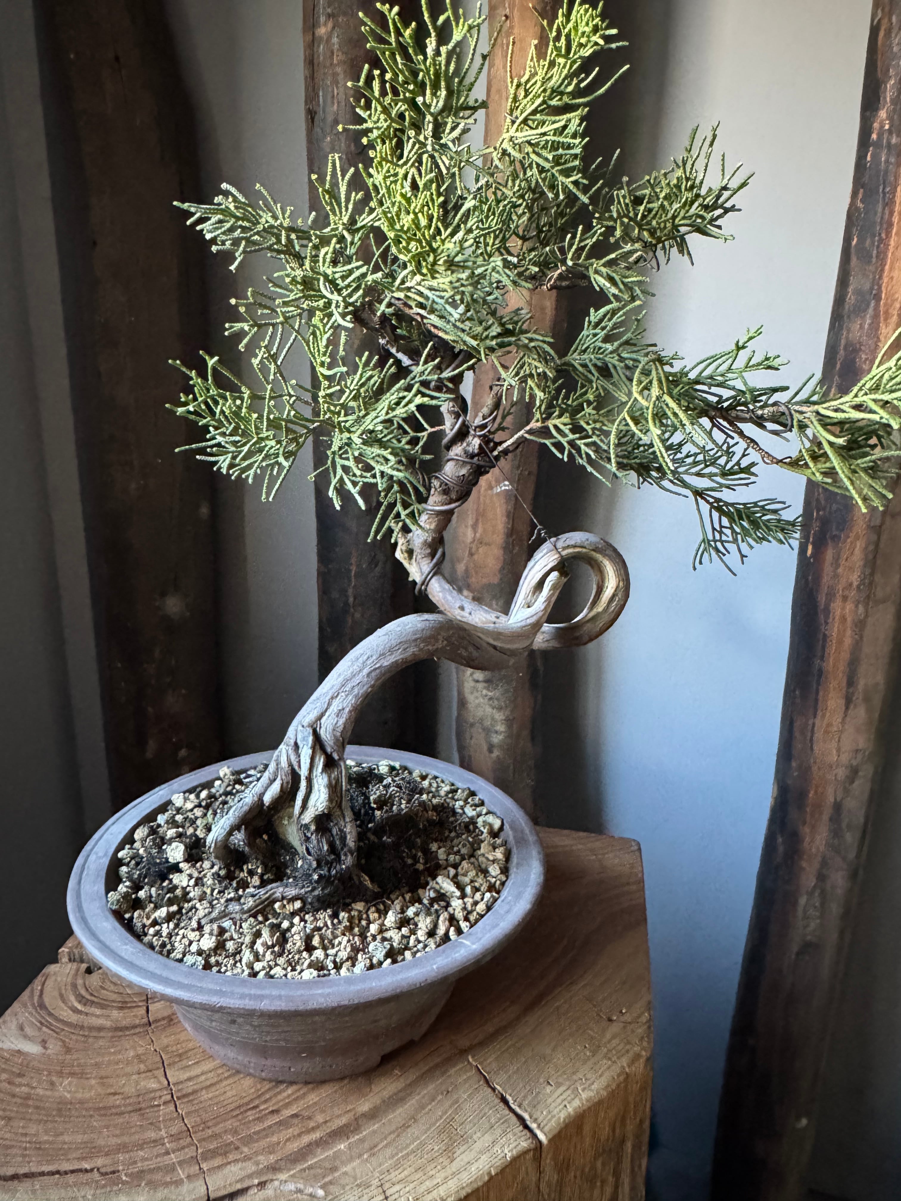 【新作】糸魚川真柏【極上の盆栽】