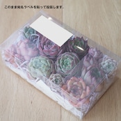【ミニ株12〜18種でそのまま寄せ植えに】 5月24日イベント凱旋ガチャ 箱詰めセット