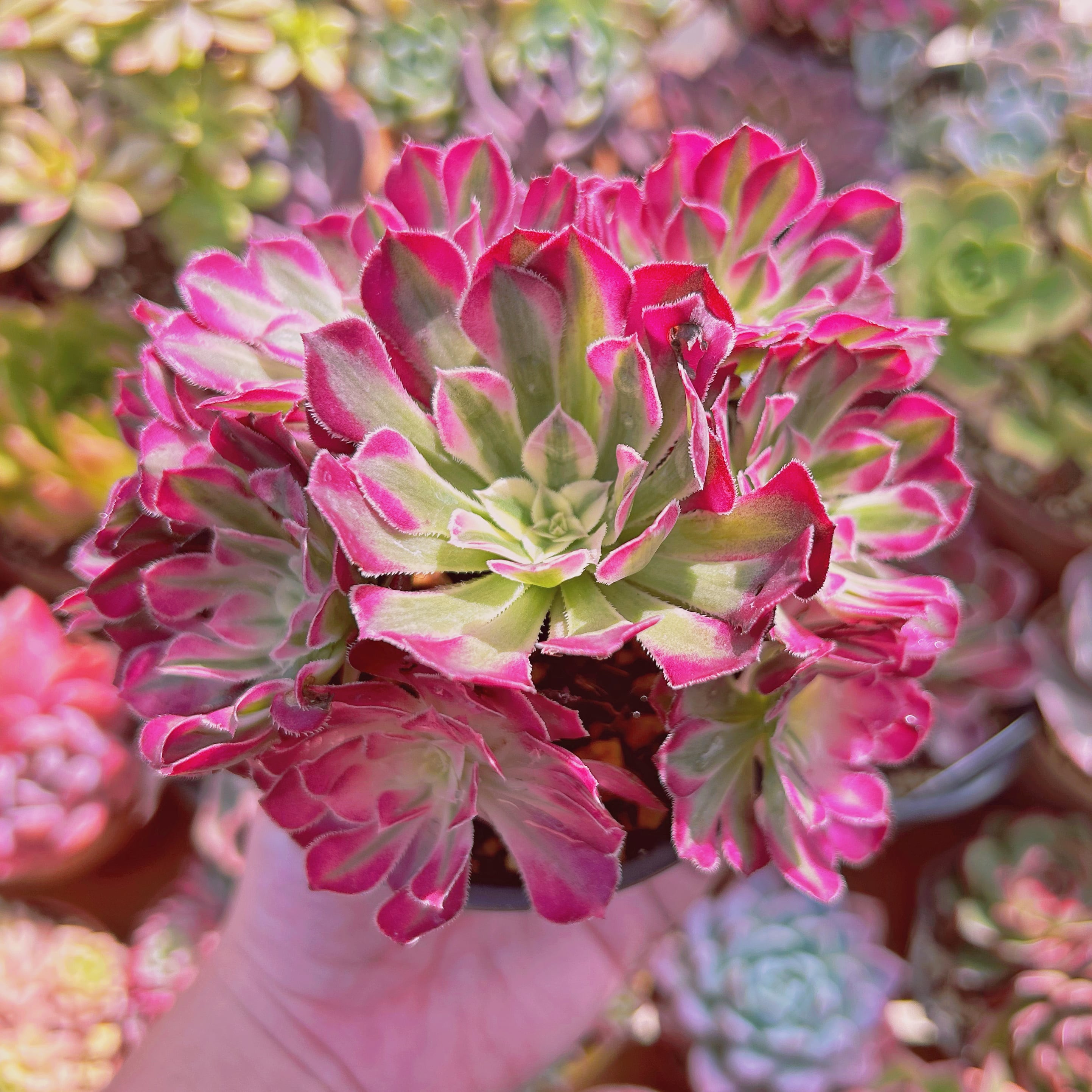 多肉植物 Aeonium ブラックチェリー 5～7頭 大群生 | るる農園~多肉