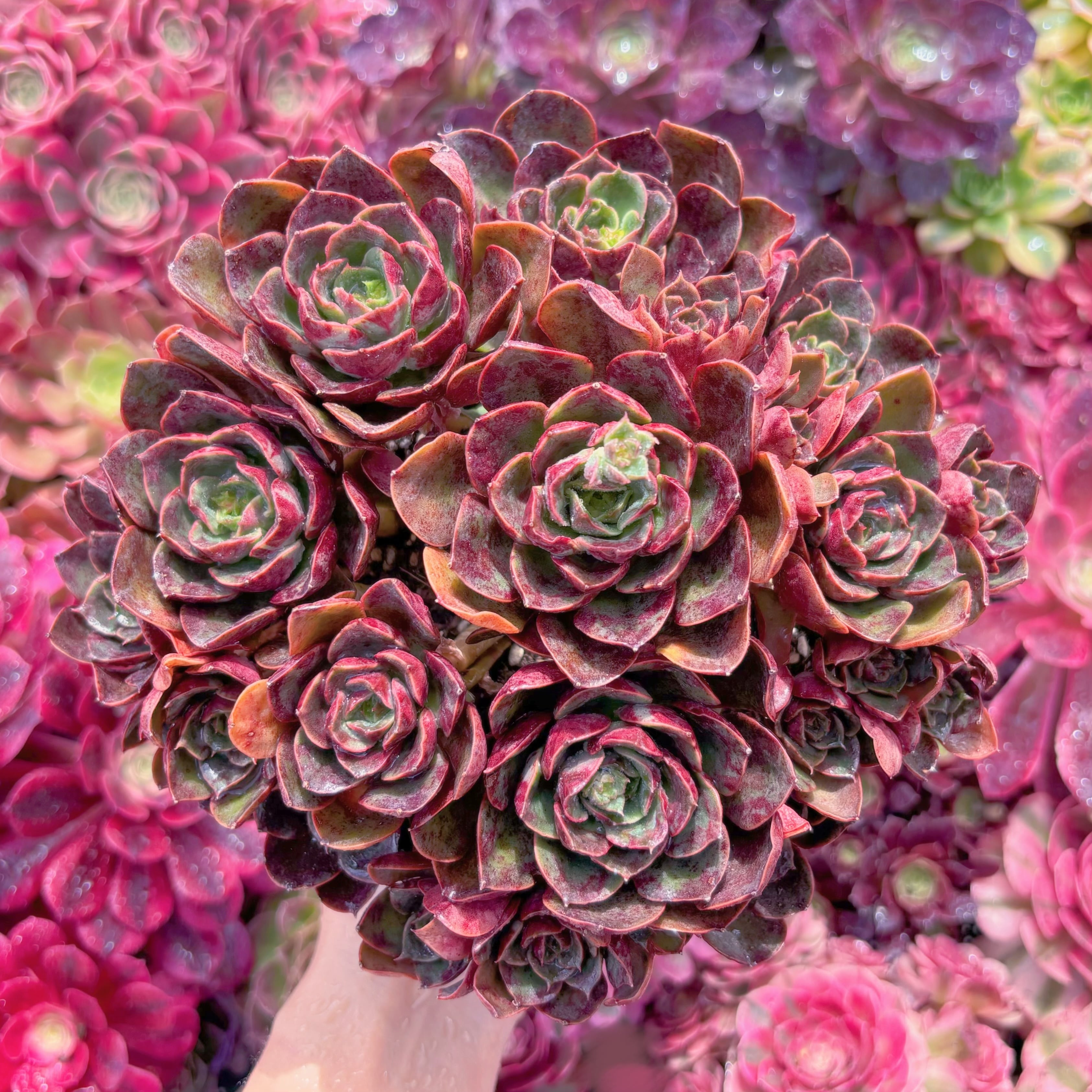 現品　klaus rose#K486 　特大群生　美苗　希少　新入荷　るる農園