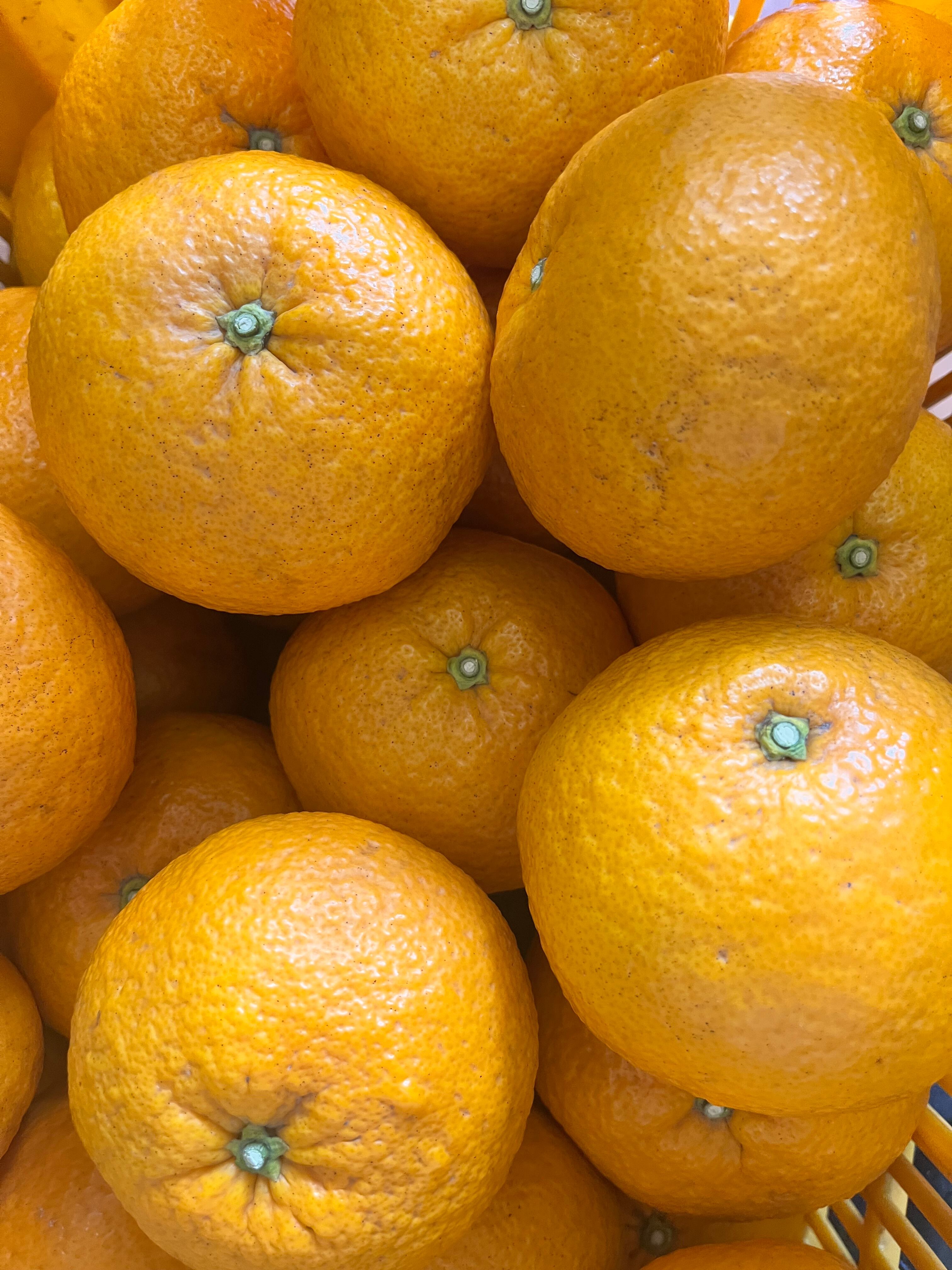 木成り完熟甘夏のジュレ　５本入り