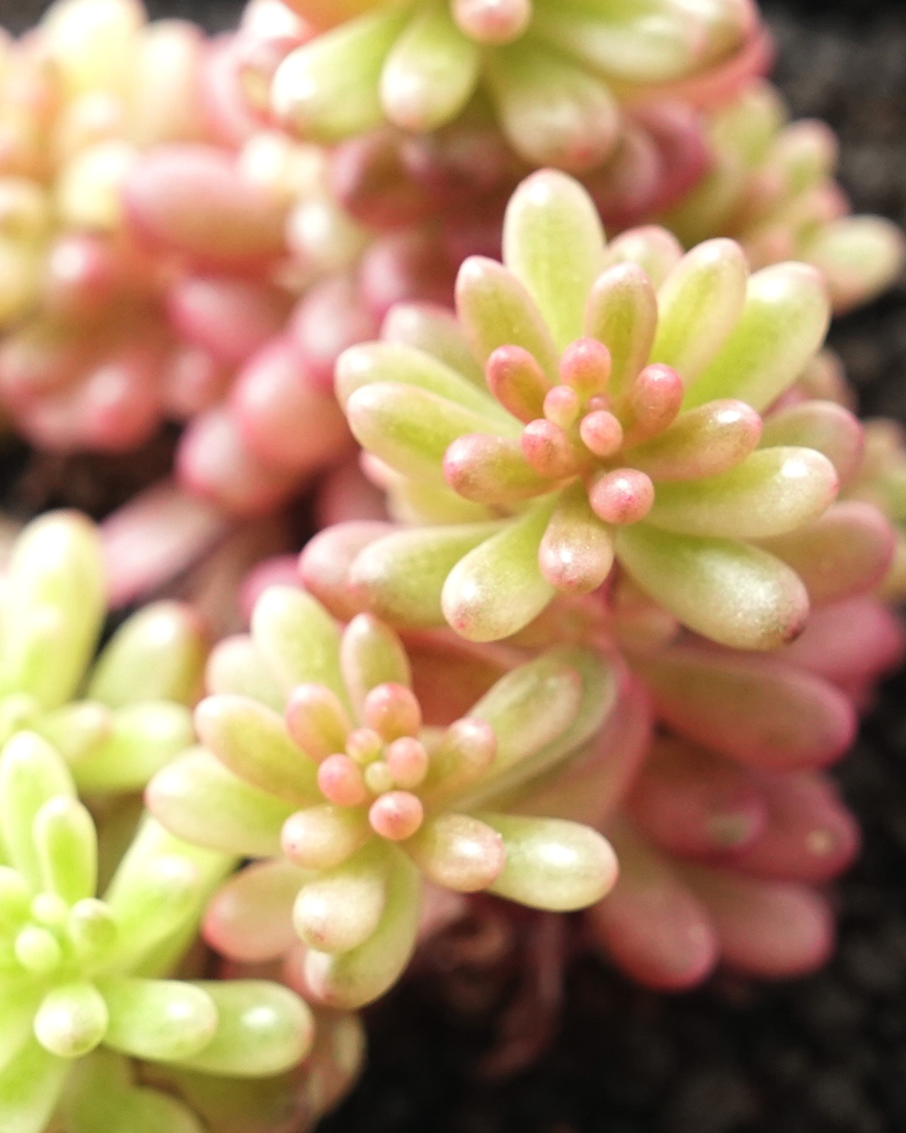 鉢植え オーロラベリー Sedum 'Aurora Berry'