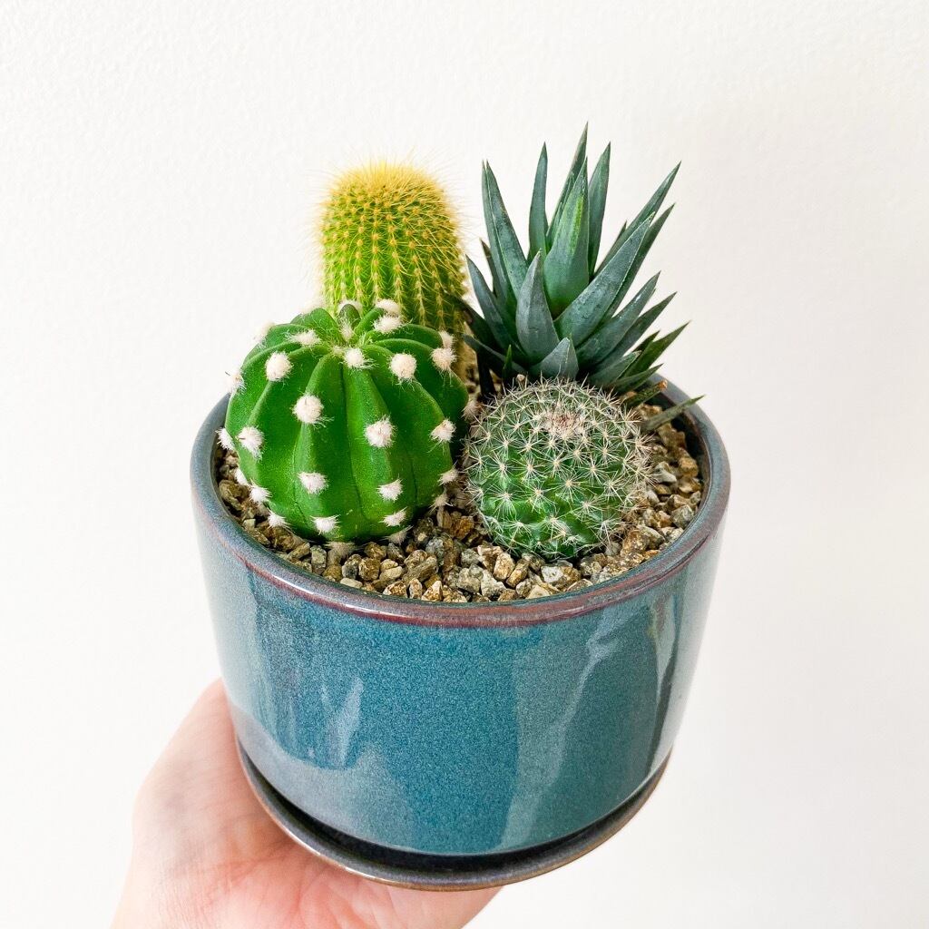 サボテン・寄せ植え