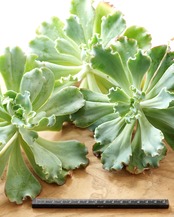 発根済カット苗 アクエリアス XL Echeveria 'Lady Aquarius'