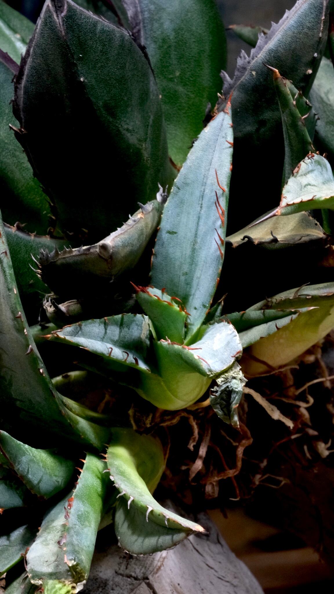 Agave Wabi hybrid 笹の雪x甲蟹 (子株） ф4cm | wabi