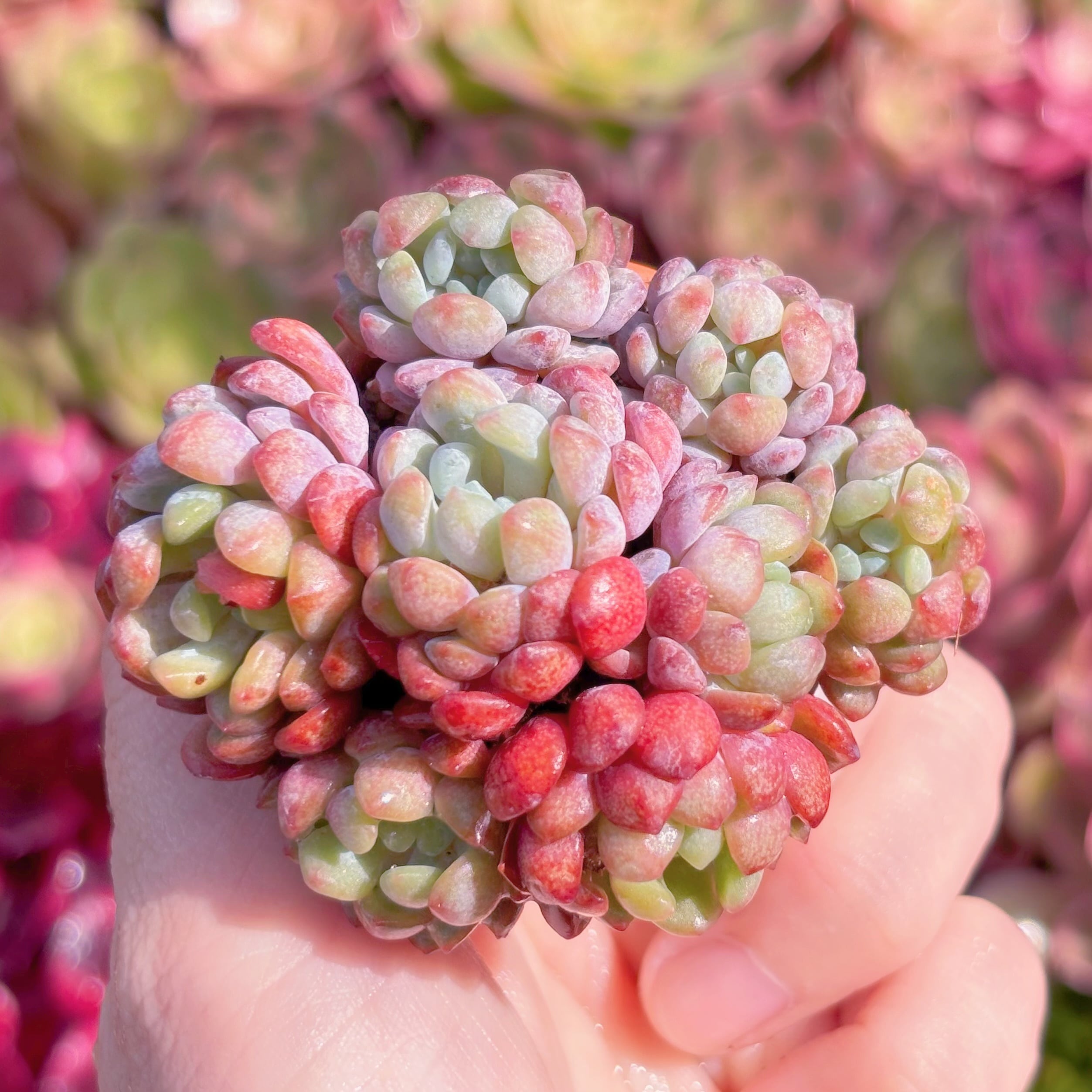 774現物 多肉植物 アイスラブリーローズ錦 抜き苗 | PAY ID