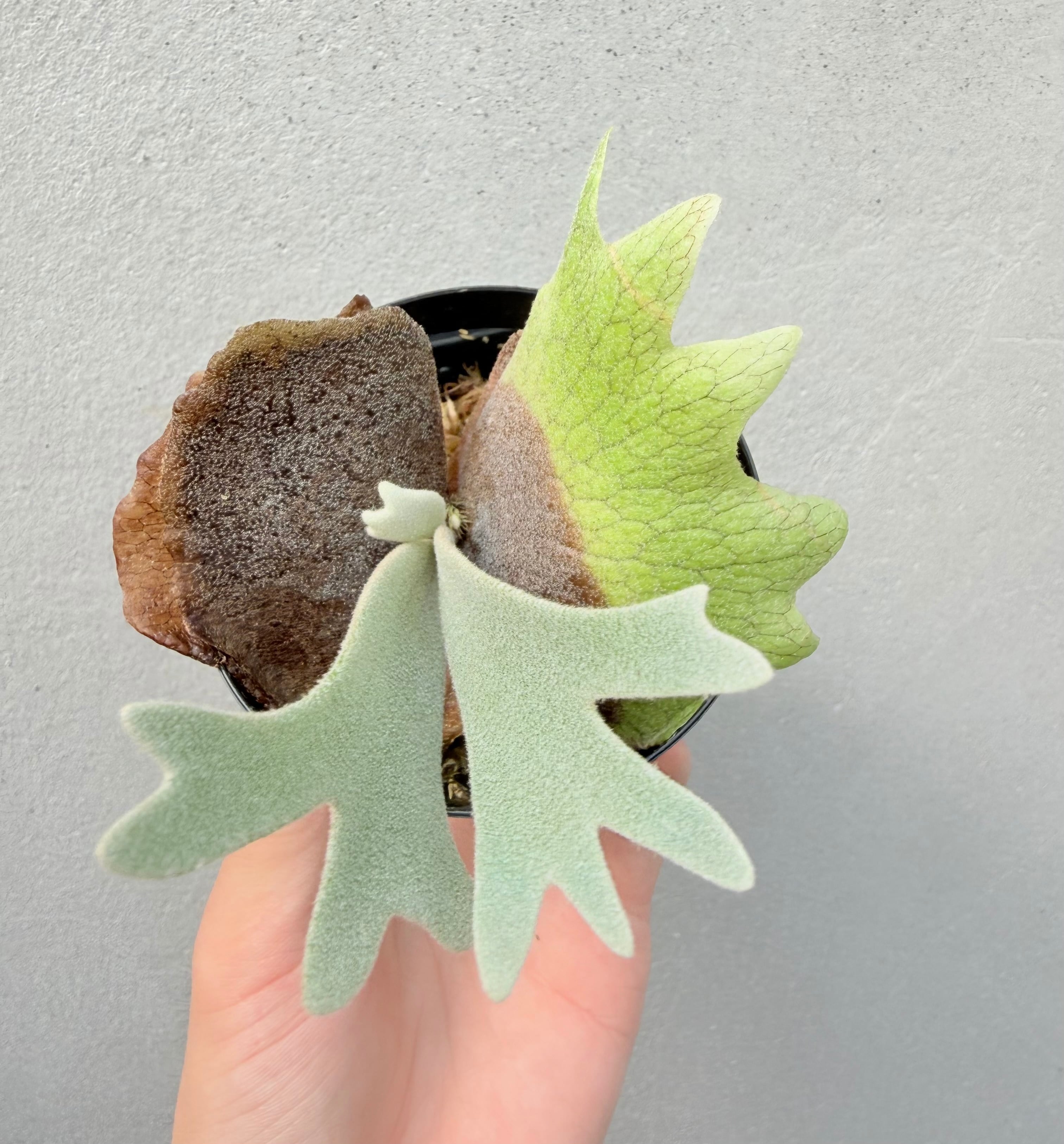 Platycerium_ビカクシダ | vandaka plants