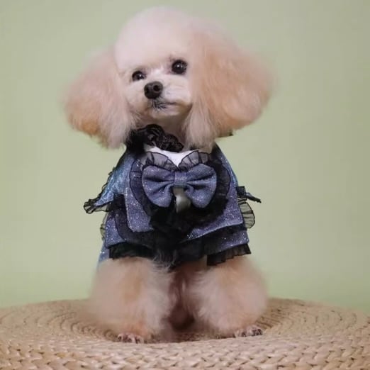 ブルーグリッター王子スーツ 00597