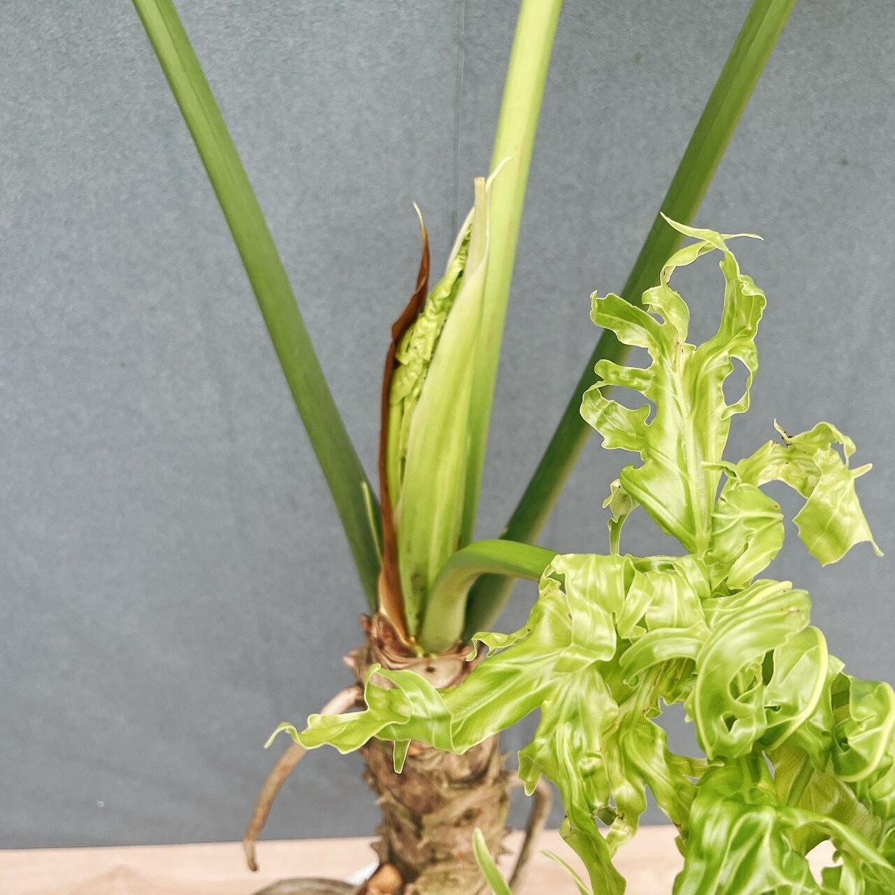 現品］R2 フィロデンドロン セローム 幹上がり 8号 観葉植物 大型 室内