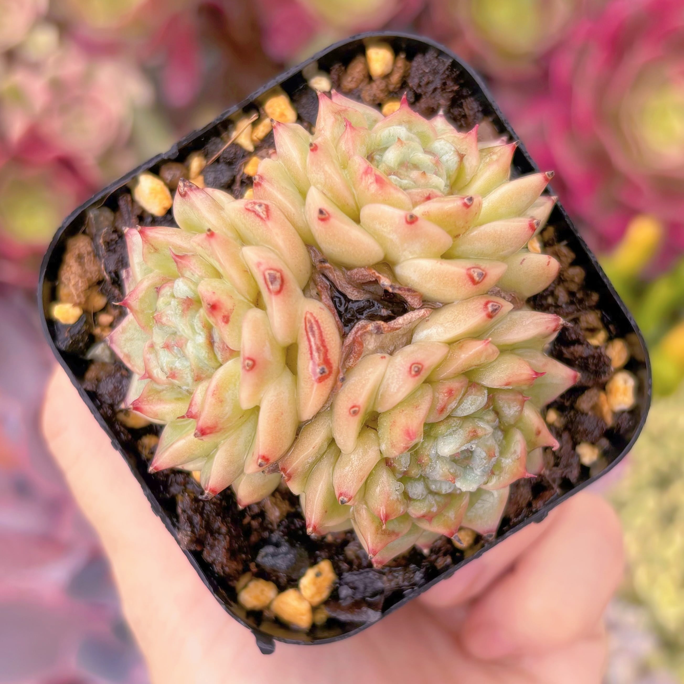 現品　レッドベルベット#F057　るる農園