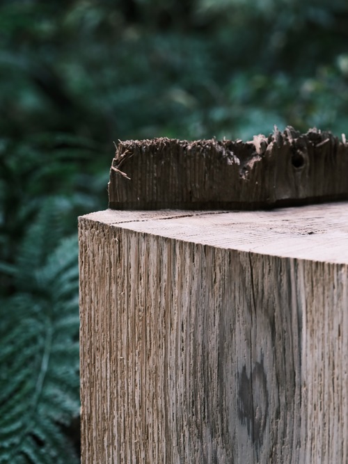 二年前くらいに西粟倉の森で拾ったタンコロを製材したもの【作:井上 達哉/大谷 訓大】 二年前くらいに西粟倉の森で拾ったタンコロを製材したもの【作:井上 達哉/大谷 訓大】