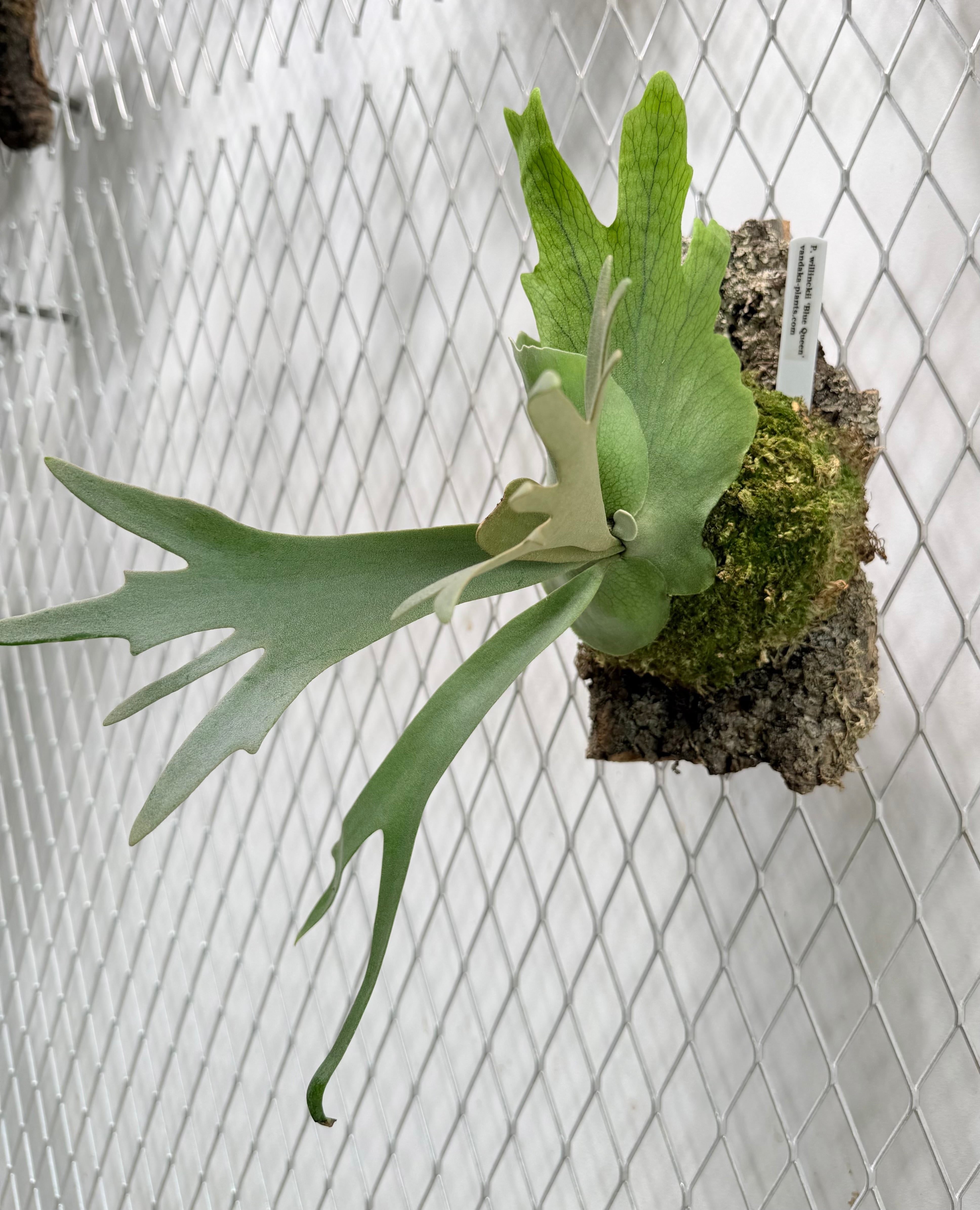 ビカクシダ P.gqgq Queen a) P. willinckii 'Blue Queen' ビカクシダ ウィリンキー 'ブルー