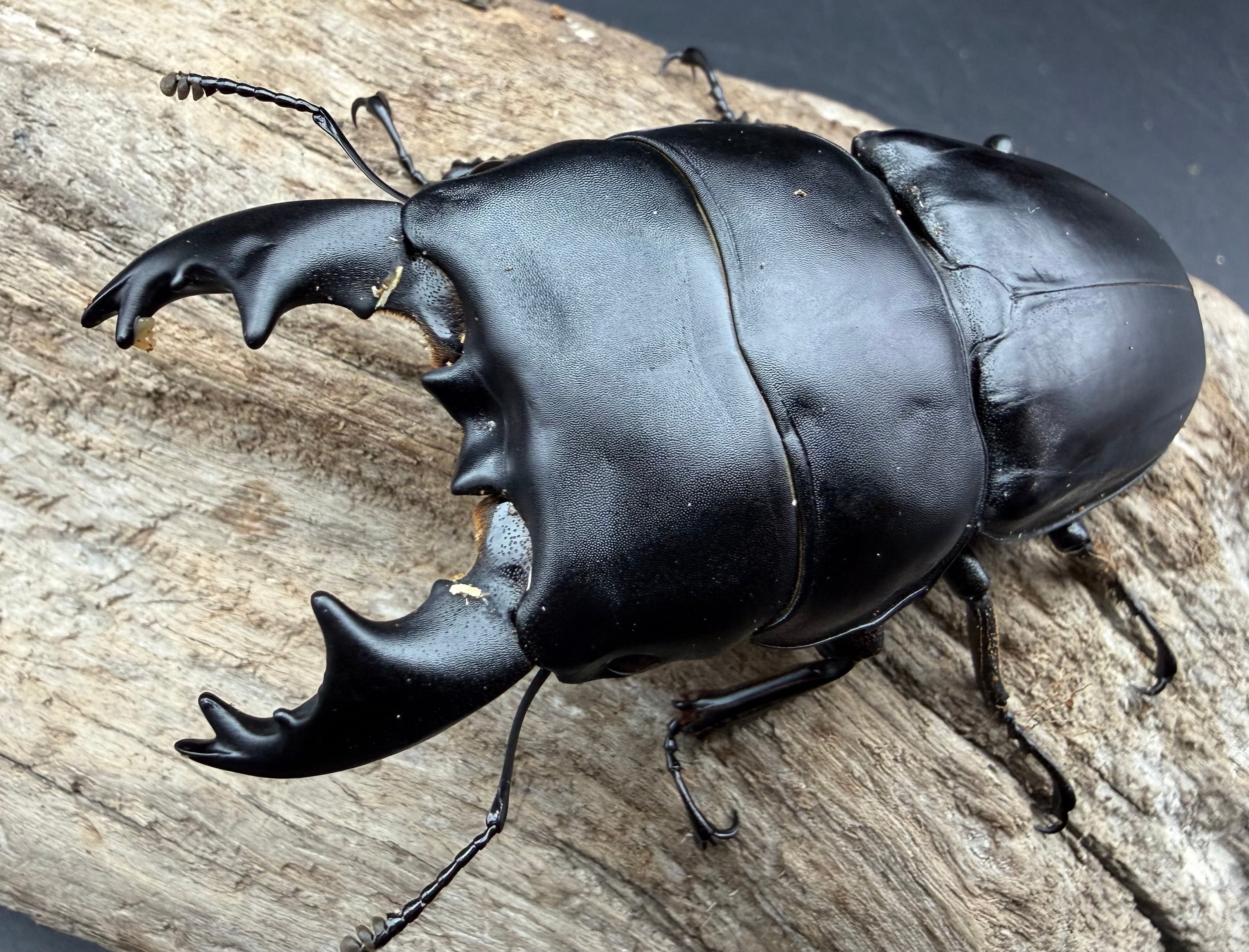 標本】天翅済み《オオキバヘビトンボ 中国産 開翅15cm前後》① | KPW