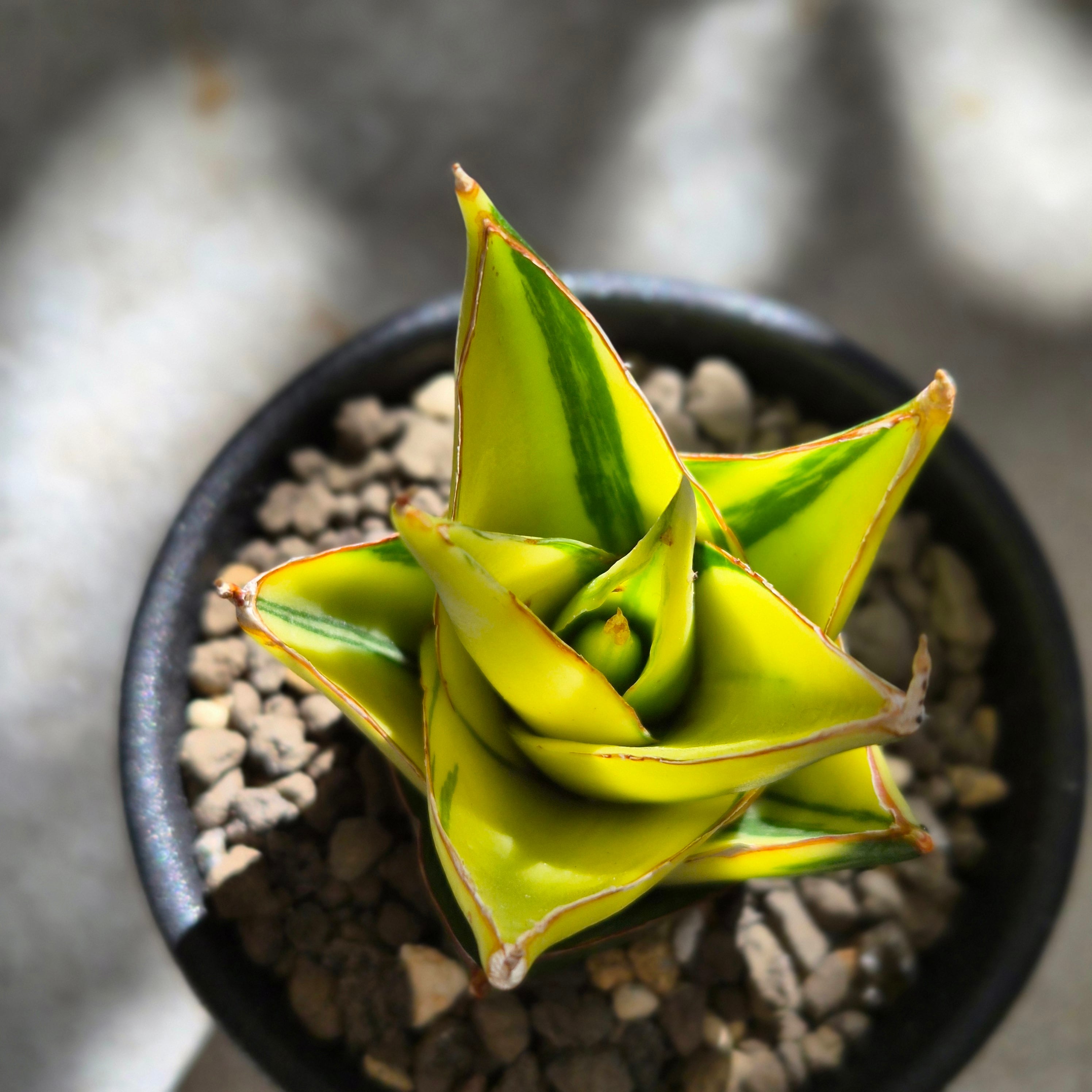 Sansevieria 'Tower Variegated' サンスベリア・タワー 斑入り