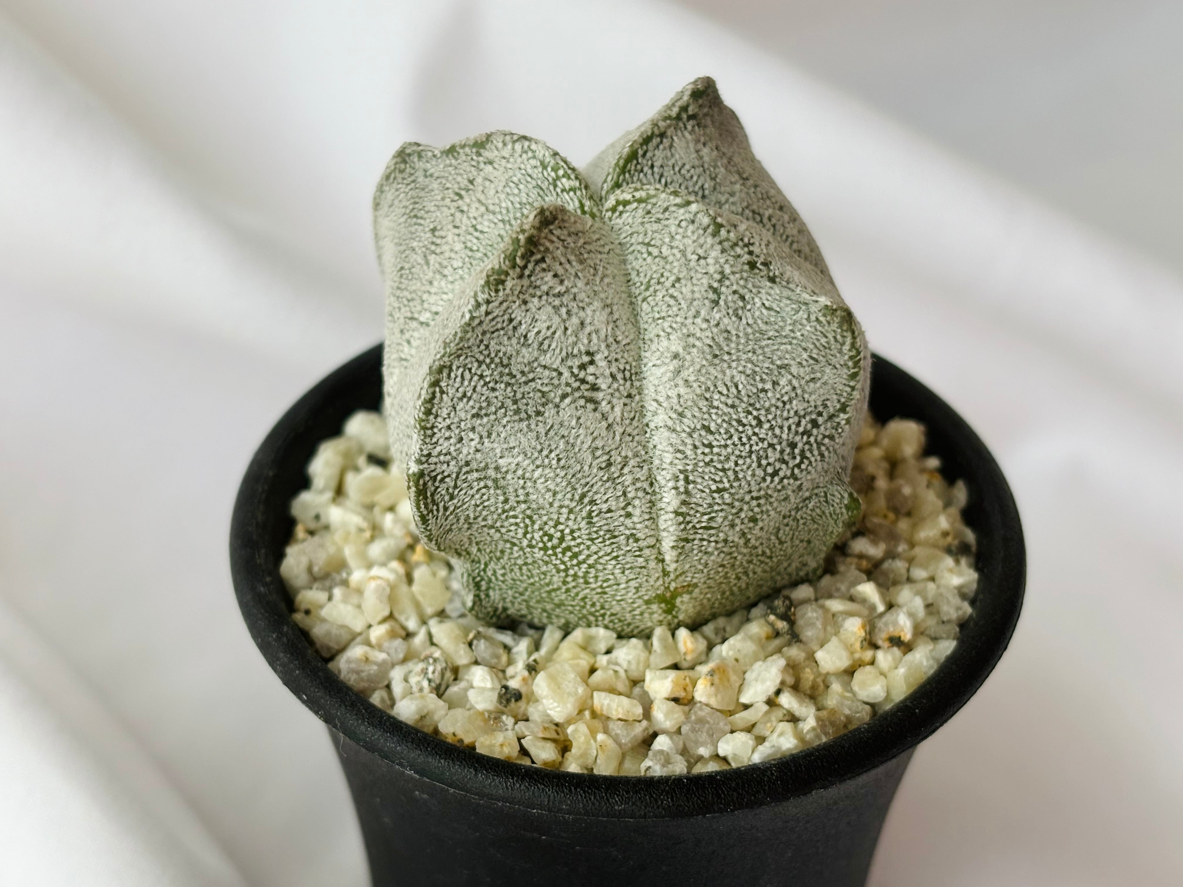 Astrophytum coahuilense アストロフィツム 四角白ラン サボテン