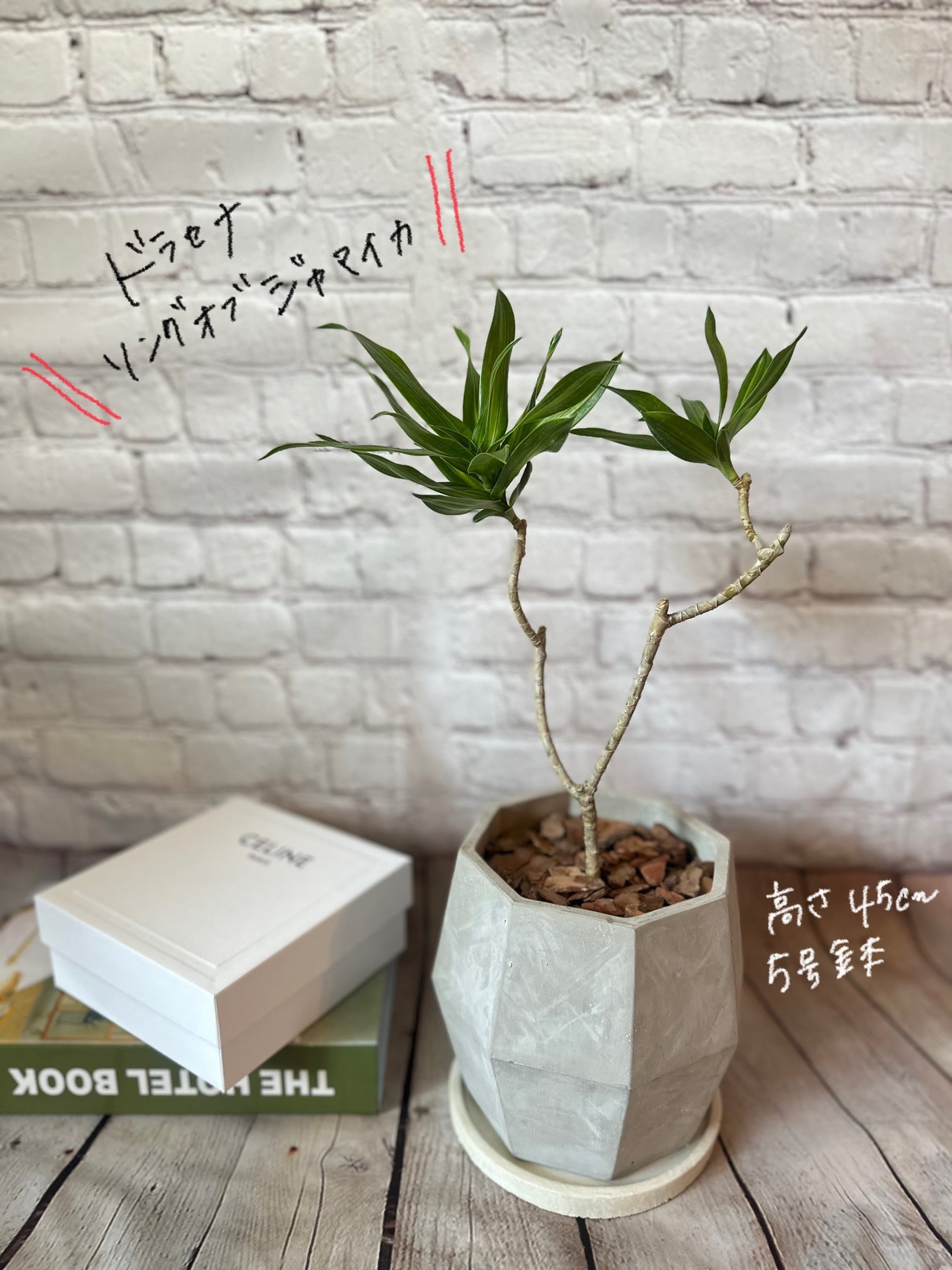 【陶器鉢セット♡】ドラセナ ソングオブジャマイカ 曲がり 陶器鉢セット】ドラセナ ソングオブジャマイカ | Petitluxe