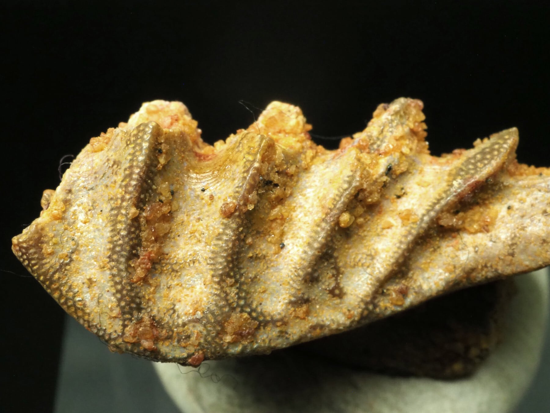 レア！肺魚の歯【Neoceratodus africanus】モロッコ王国産/化石/恐竜