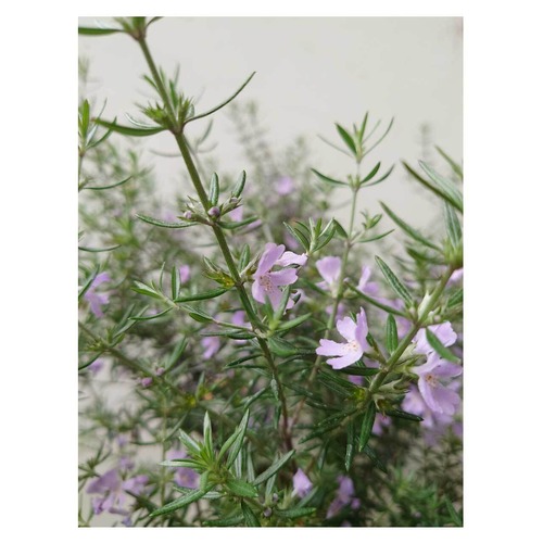 Westringia fruticosa（purple flower）