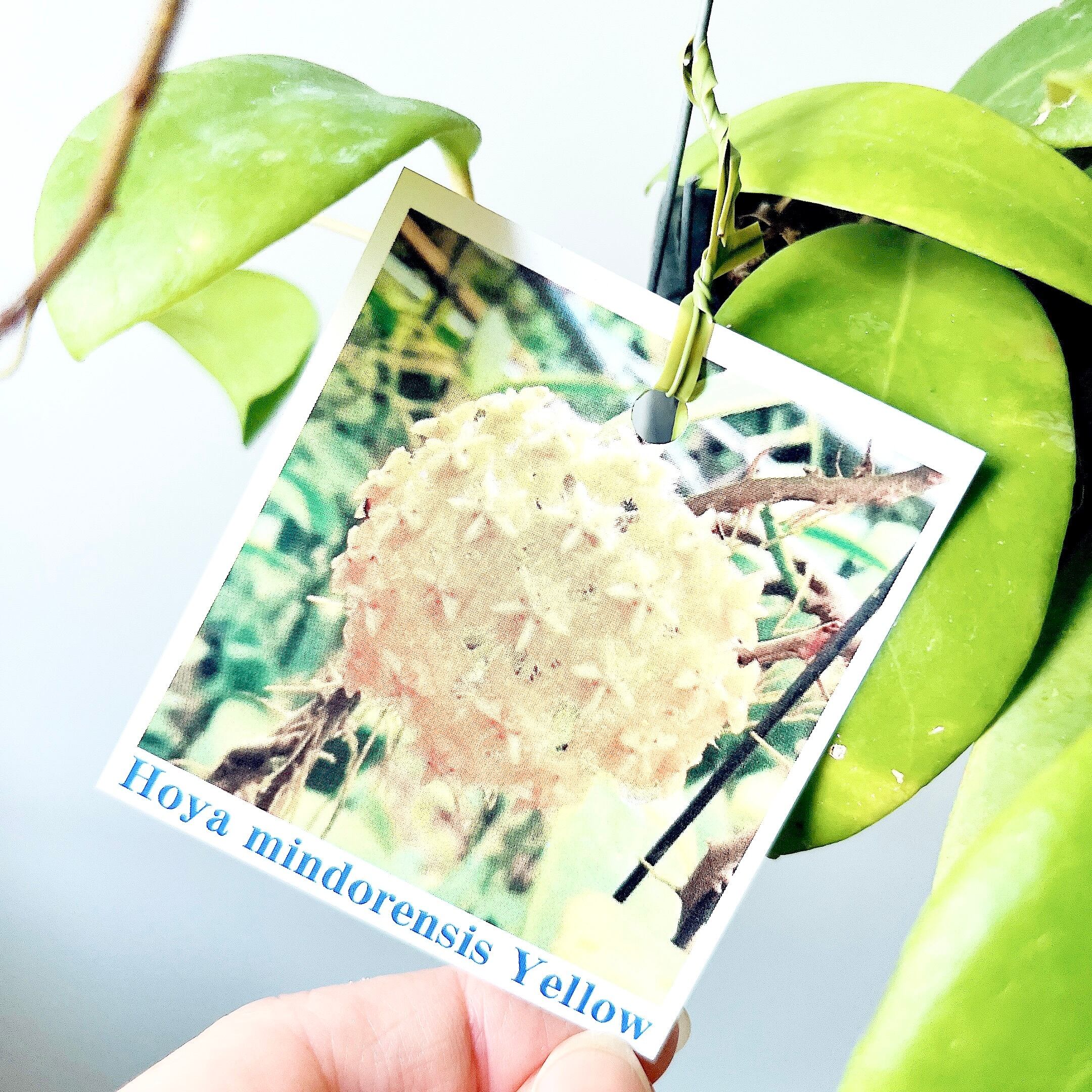 希少｜ホヤ・ミンドレンシス イエロー 観葉植物 吊り下げcalm cafe 希少ホヤコレクション｜Hoya mindorensis 'Yellow'（ホヤ