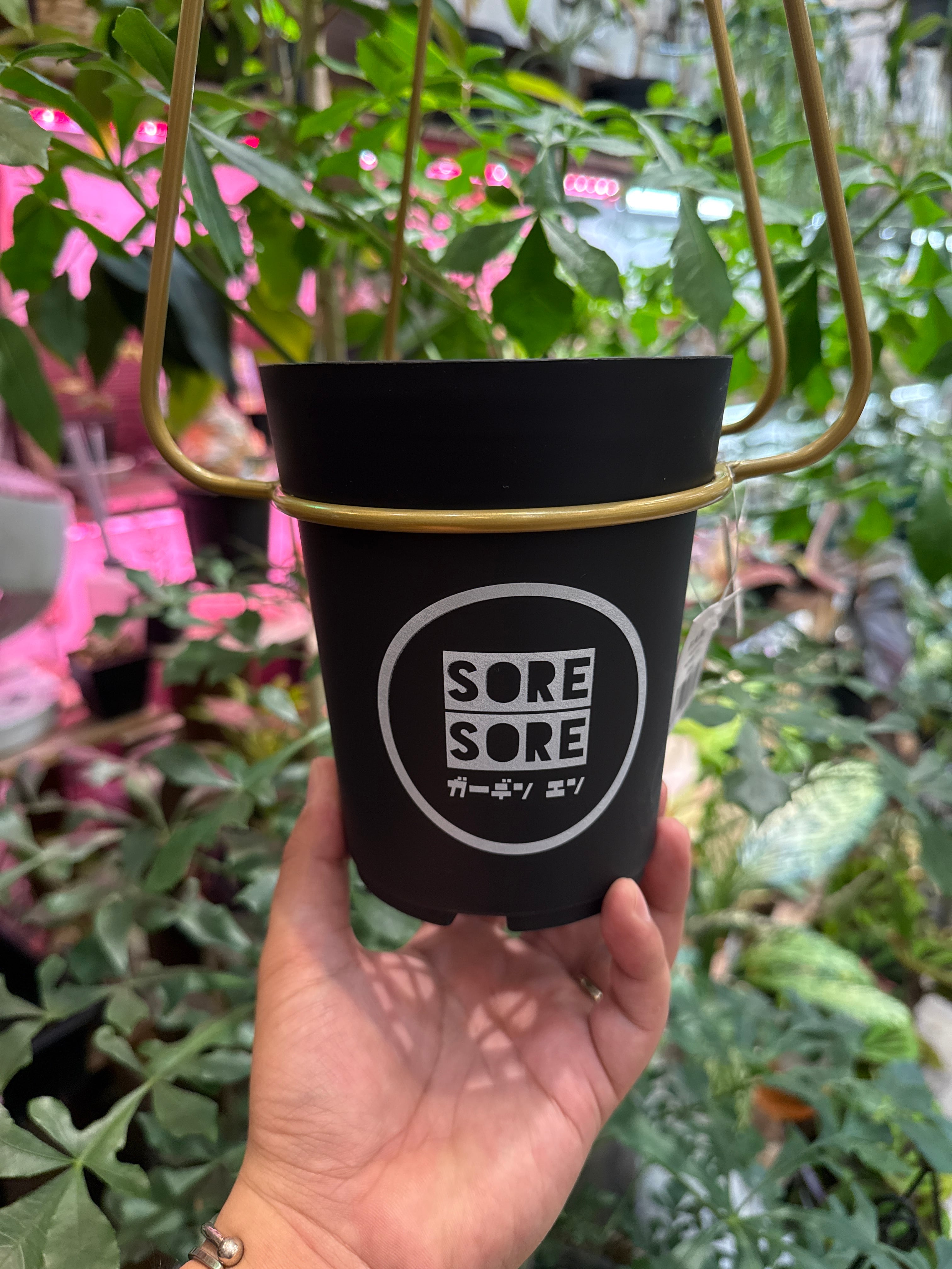 4号】アイアン ハンギング ハンガー | Gardenえん 【観葉熱帯植物】