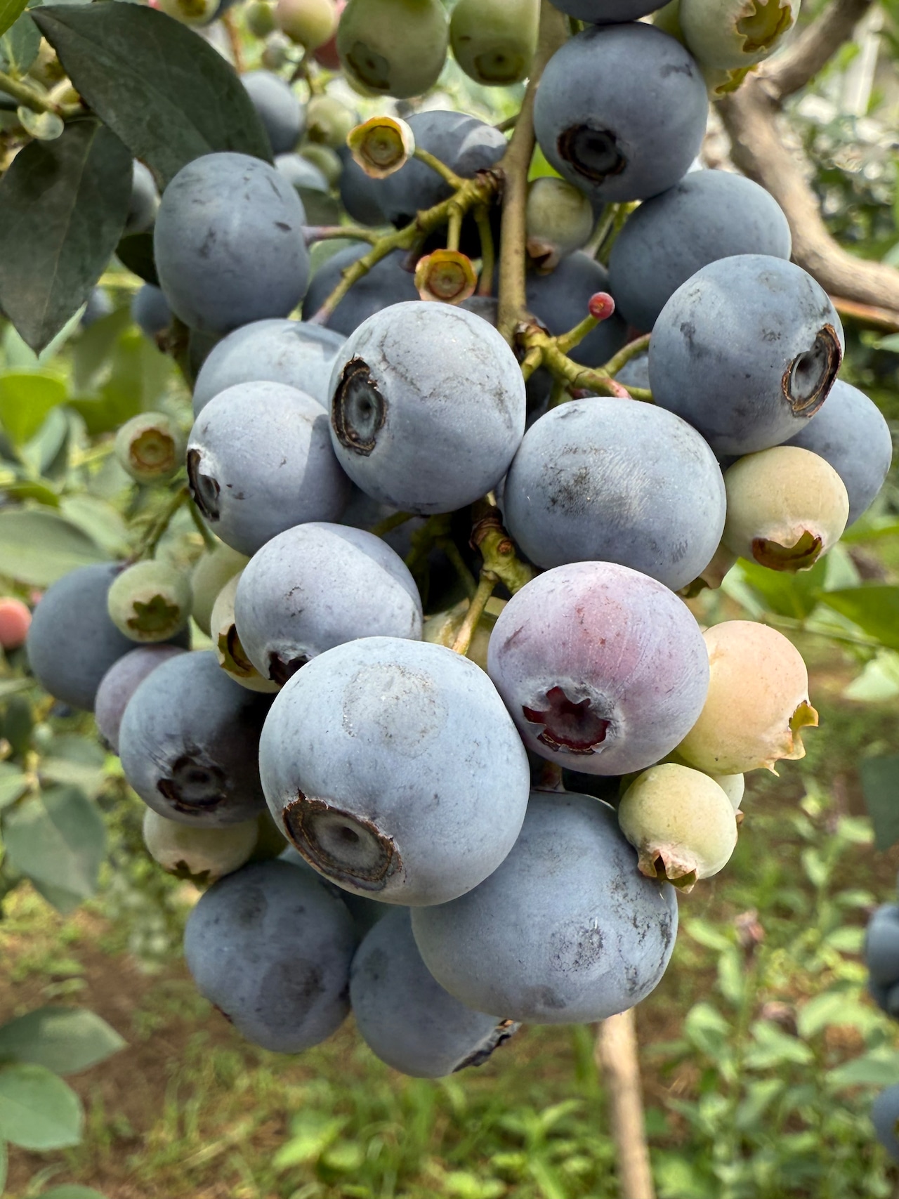 加工用　冷凍ブルーベリー500ｇ　極小　農薬不使用・画像6