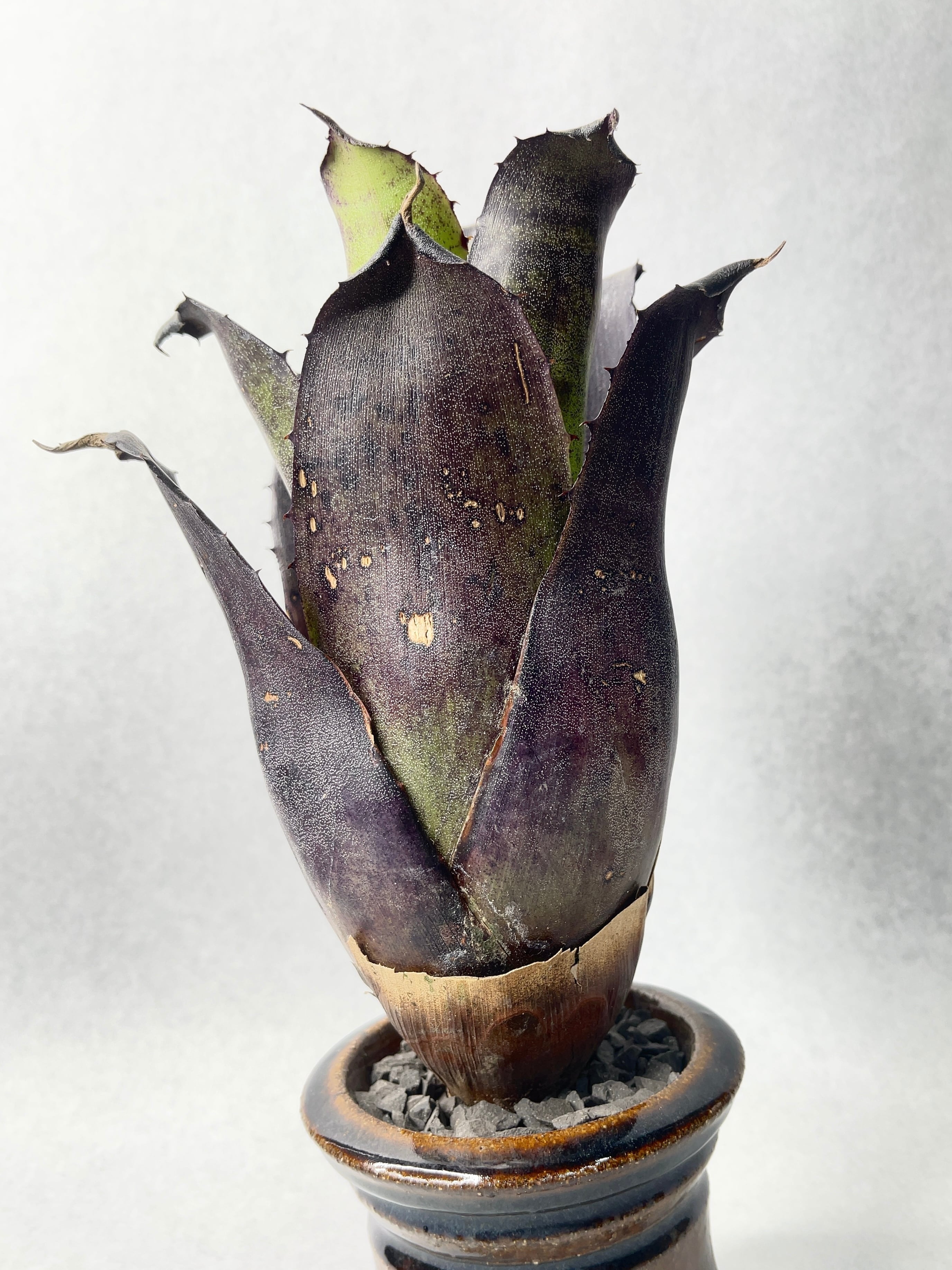 姫野翔太 | trigger