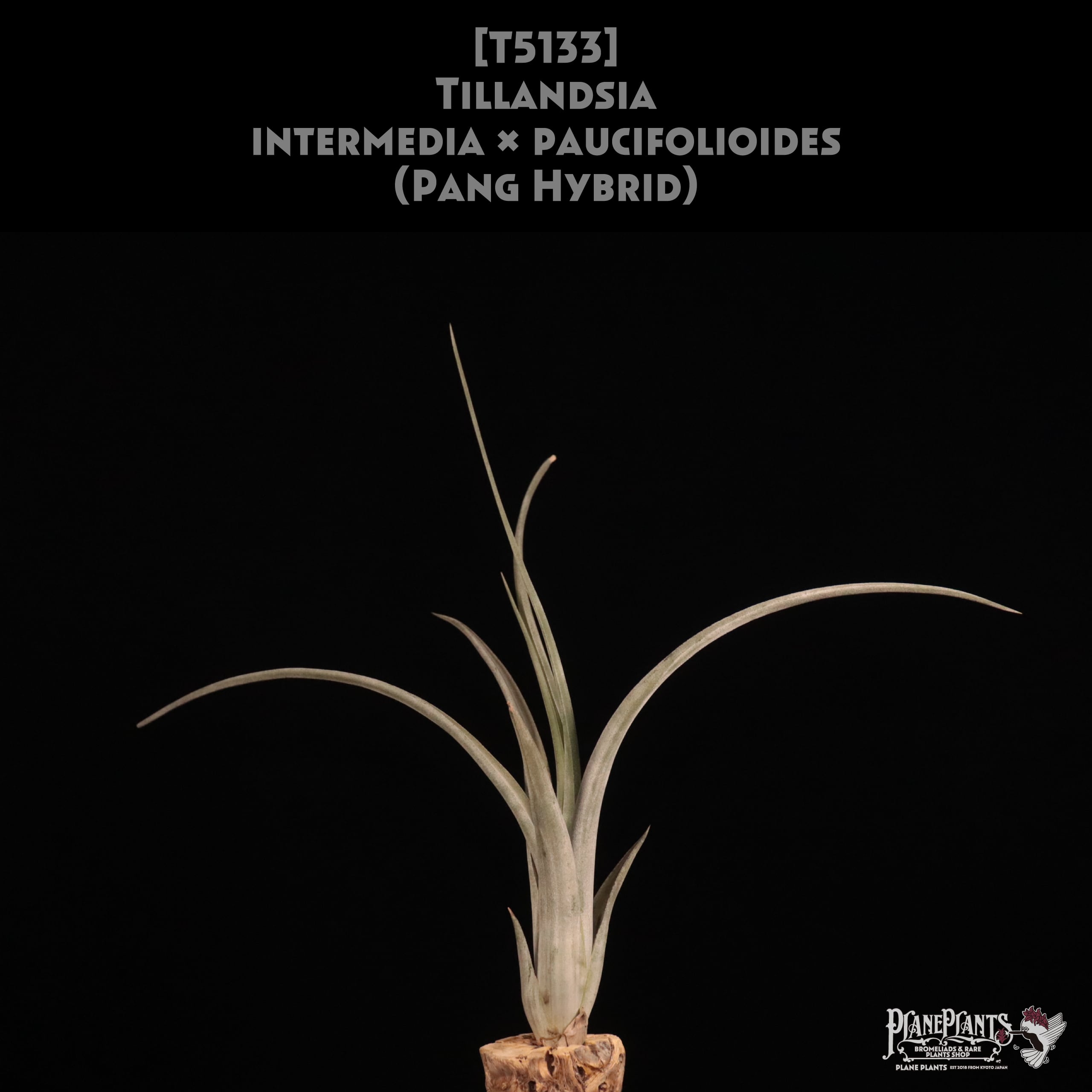 【送料無料】intermedia × paucifolioides〔エアプランツ〕現品発送T5133