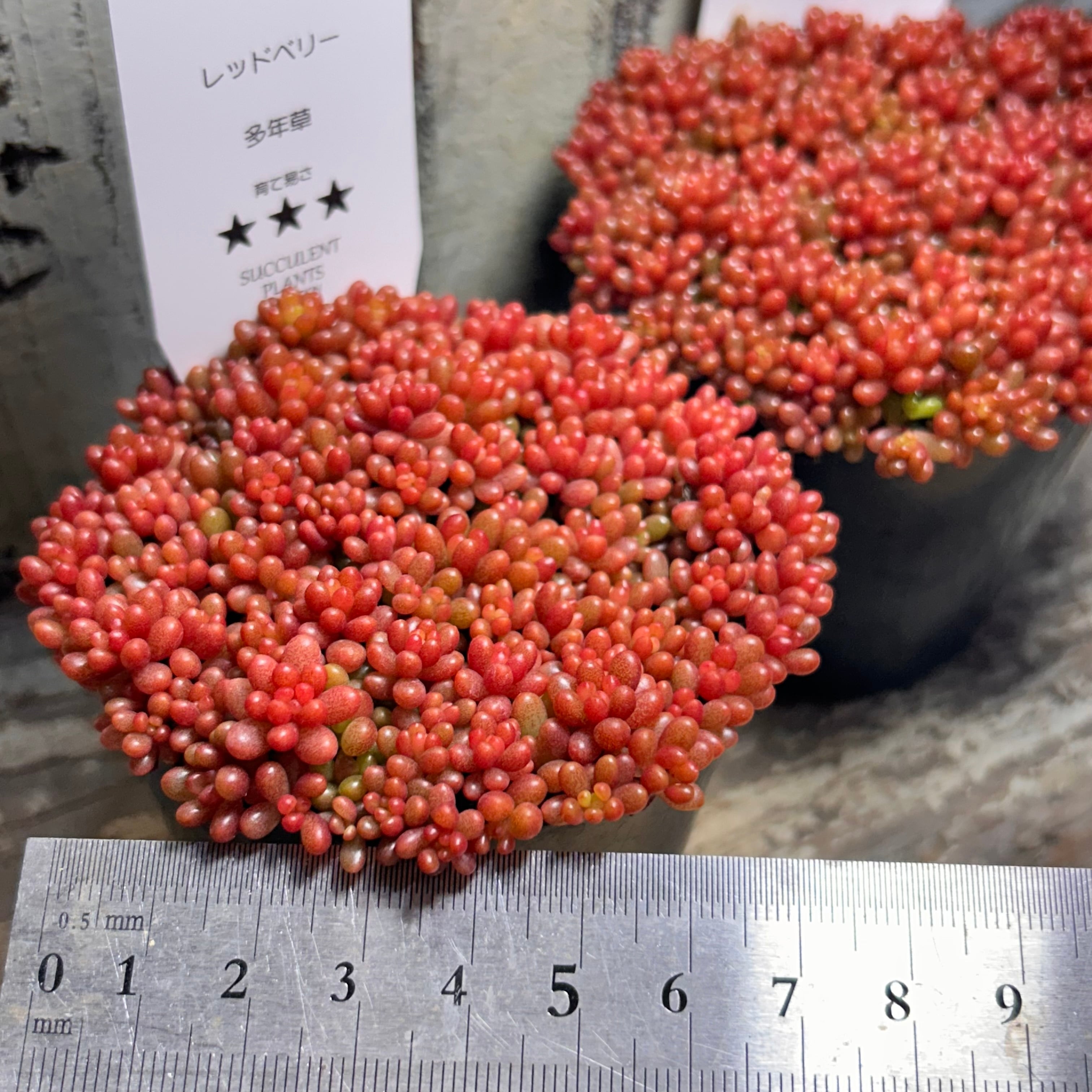 奈良県M様ご注文 もりもり紅葉レッドベリー（いくら玉） | RuPo 多肉