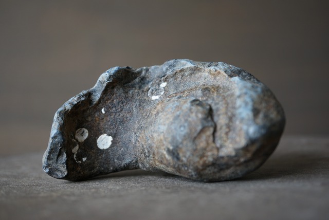 古代クジラ耳骨　Whale Otolith　1054