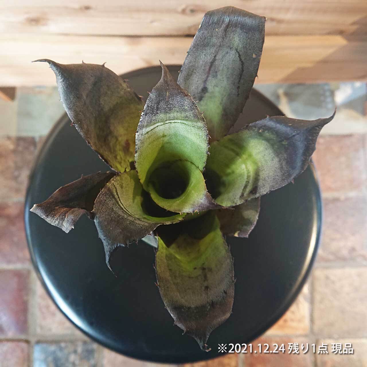 YAMA Hohenbergia leopoldo H DSなど2点 Hohenbergia Leopoldo horstii W spain [2] – THE LITTLE SHOP