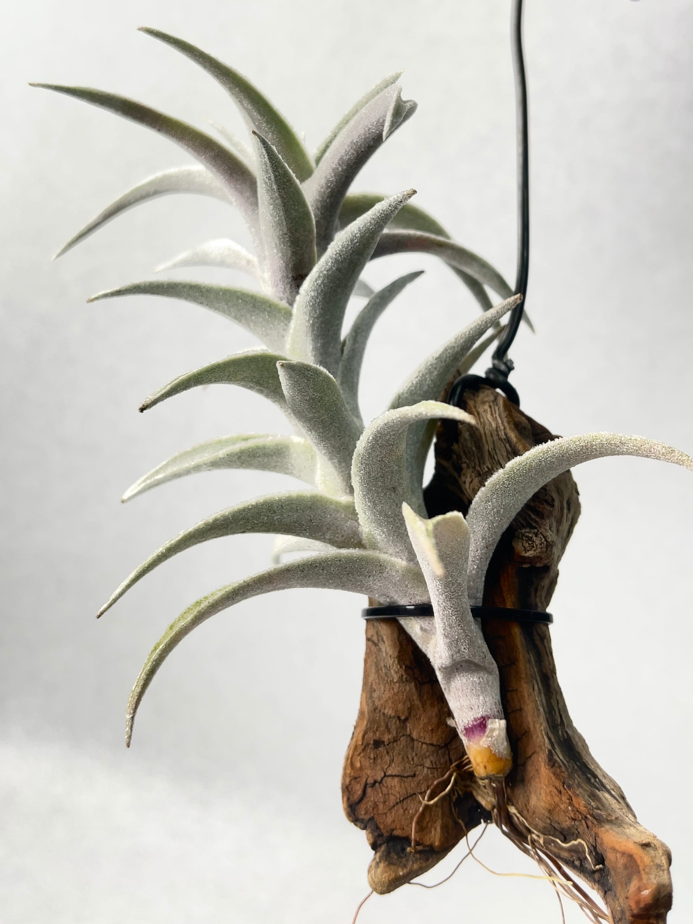 ティランジア・エディシアエ・シルバーフォーム | trigger