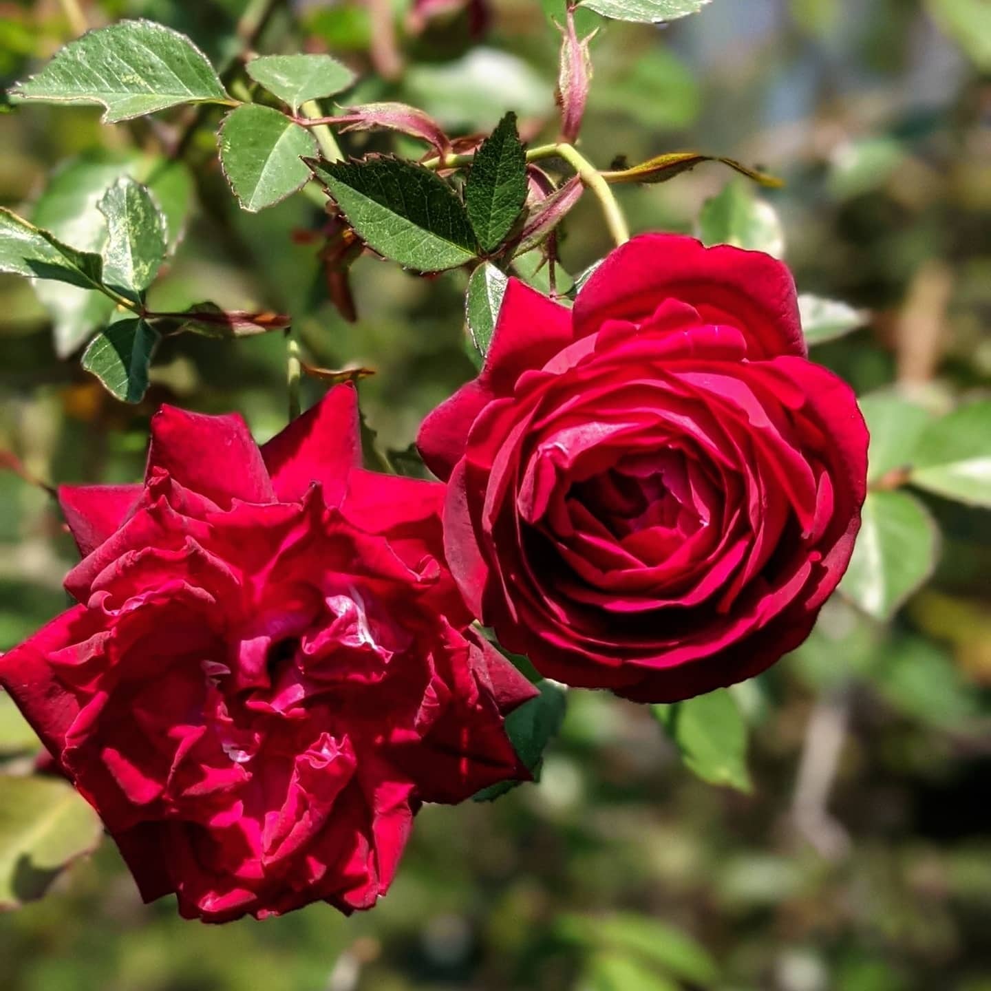 ロサ キネンシス センパーフローレンス | 天空のバラ園(無農薬バラ苗