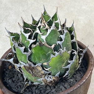 Agave Oteroi Mexico 【LP2310091】