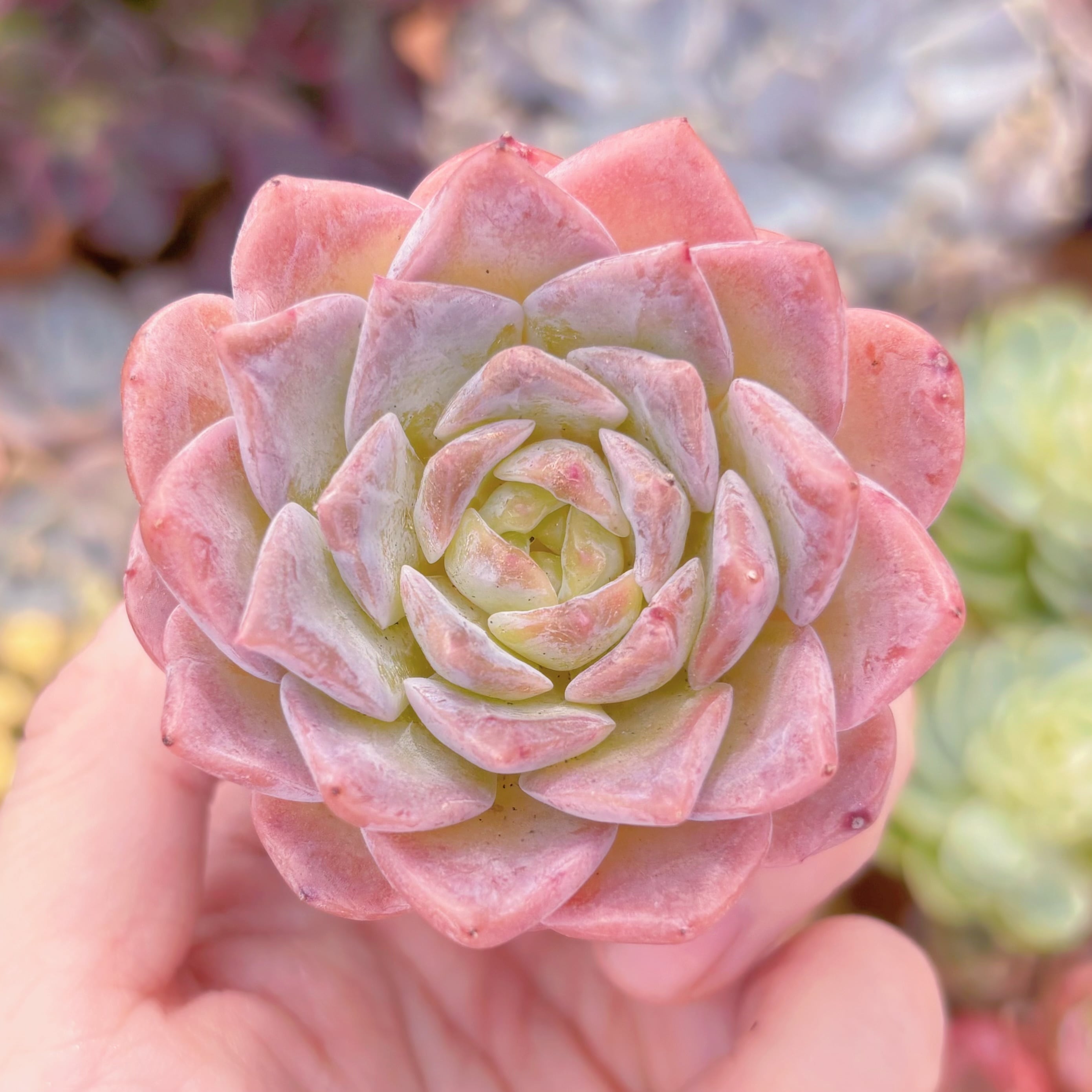 多肉植物　E. hyalina x E. laui　新入荷　るる農園