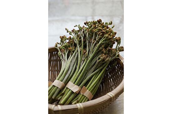 【山の恵み】天然わらび・100g(3/20発送開始)