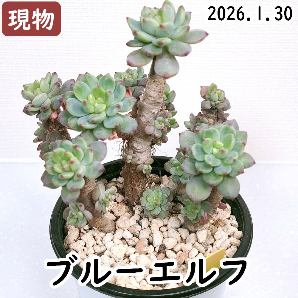 Anthurium moodeanum / アンスリウム・ムーデアナム② | Pay ID