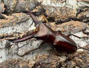 【WD】《ギラファホソアカクワガタ 49.5mm ペア》